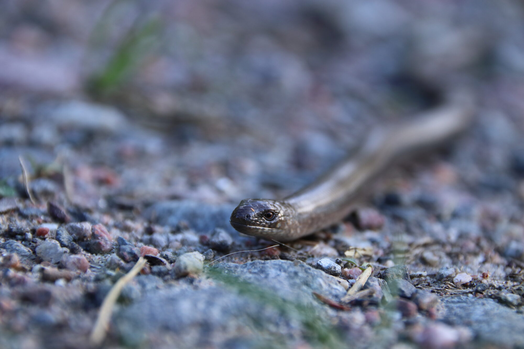 Valokuvaaja: Ari-Pekka Niskanen