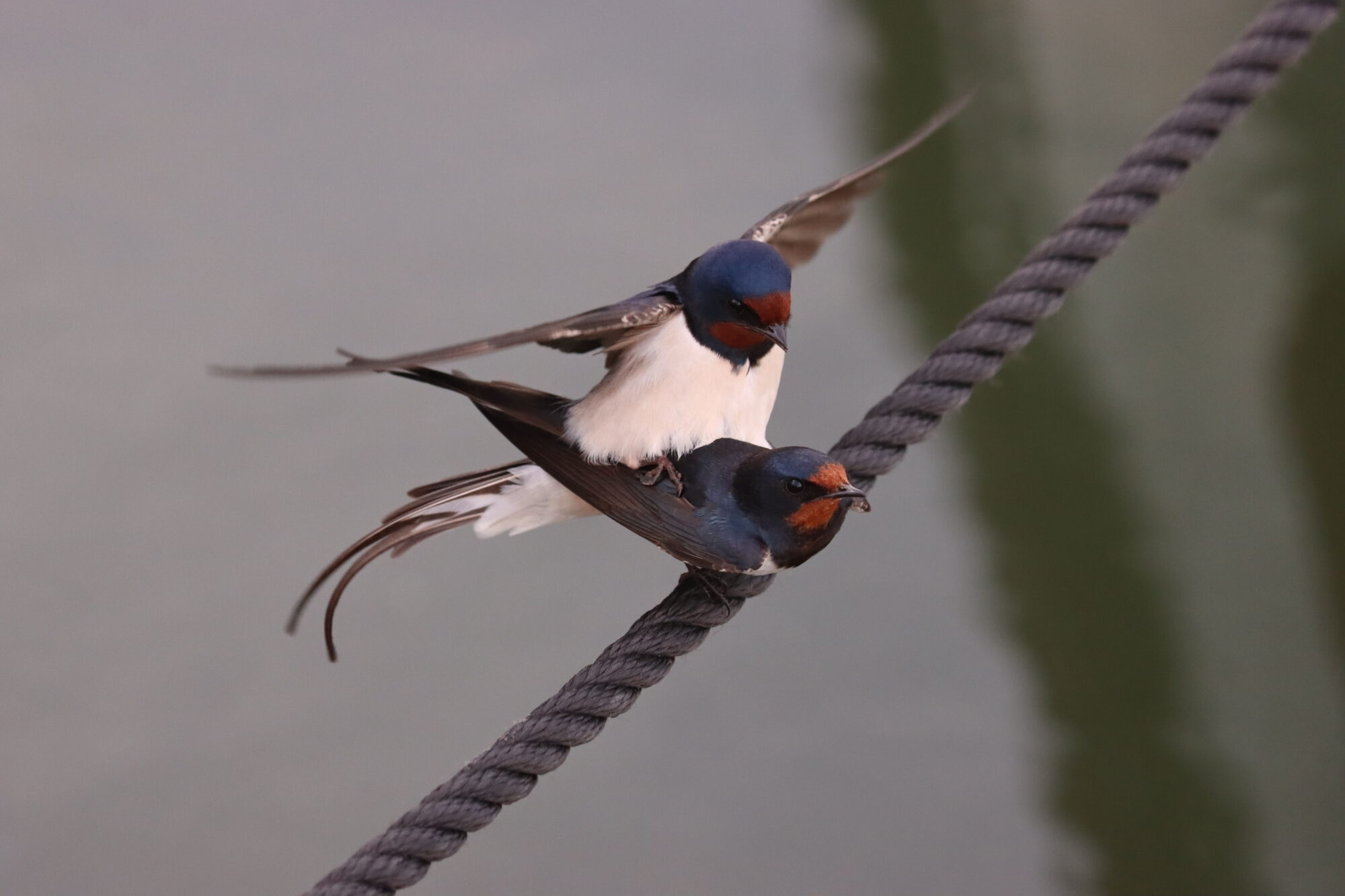 Valokuvaaja: Susanna Hannula