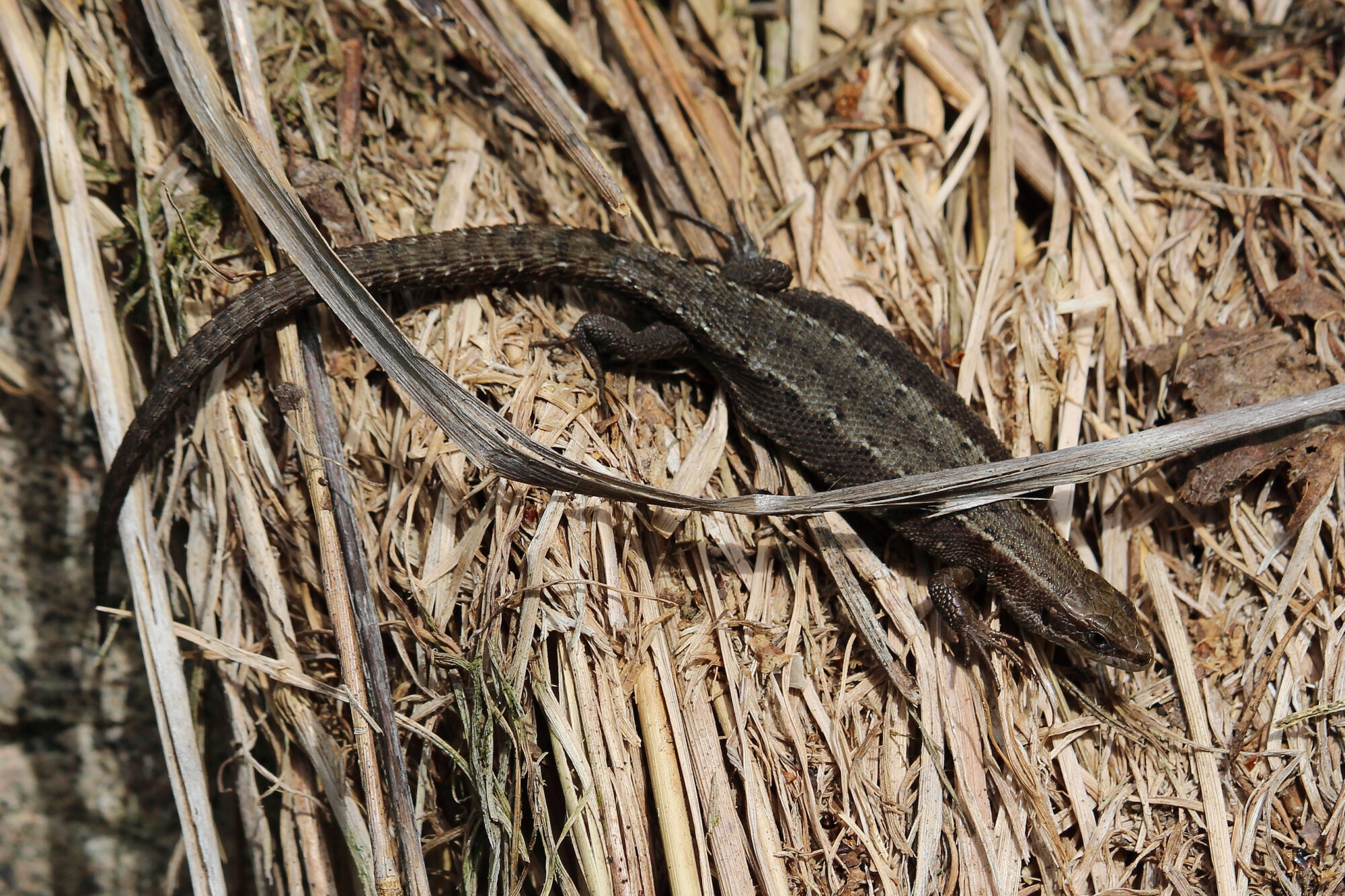 Valokuvaaja: Kirsi-Marja Joenpolvi