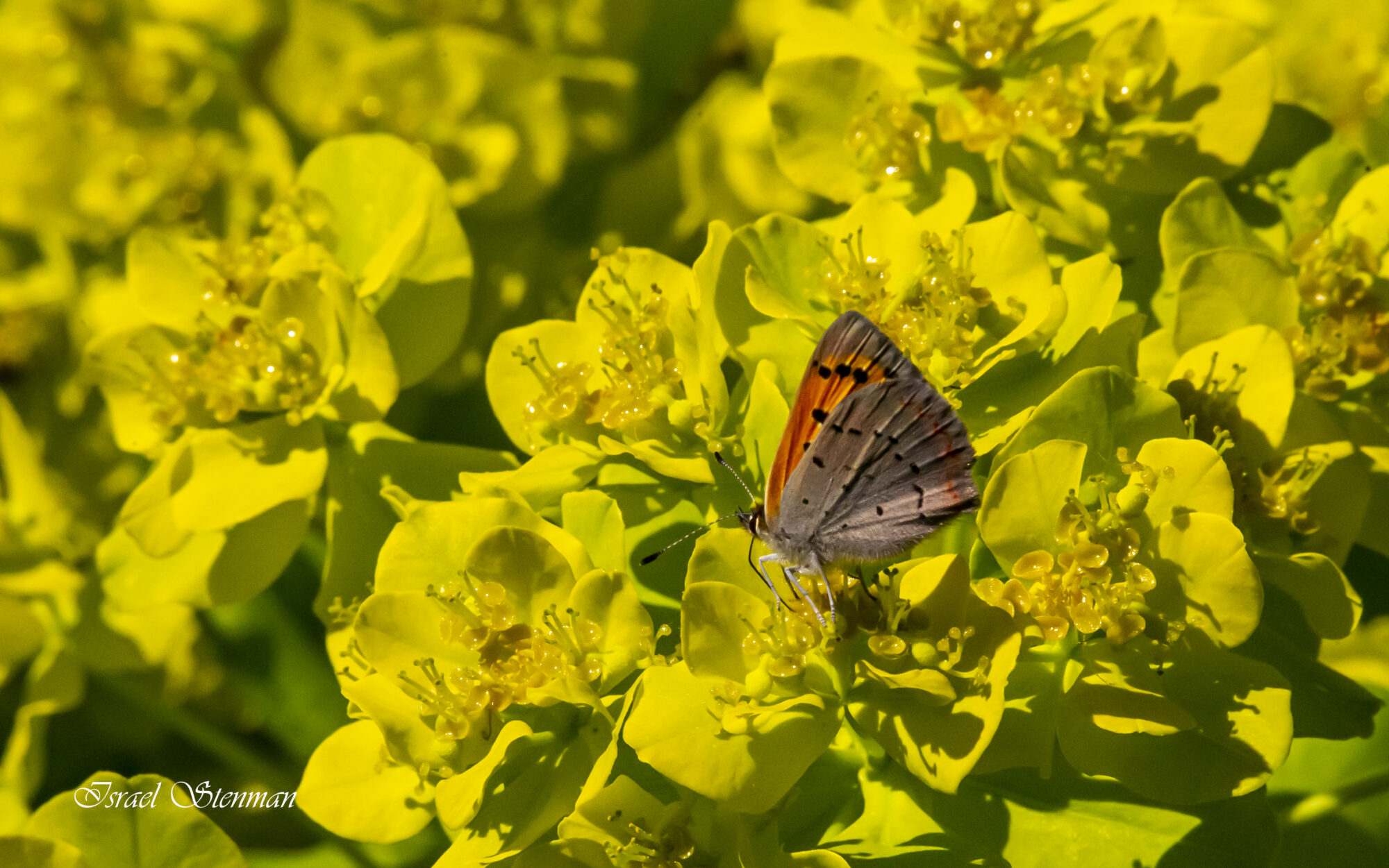 Valokuvaaja: Israel Stenman
