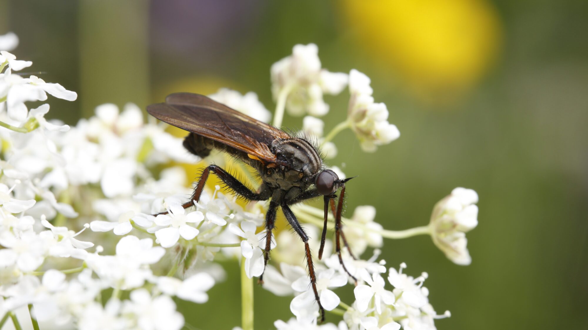 Valokuvaaja: Tommi Kujala