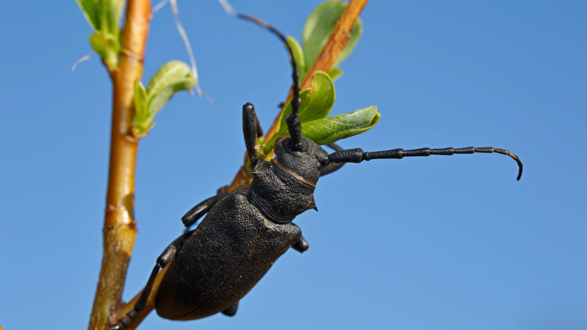 Valokuvaaja: Tommi Kujala