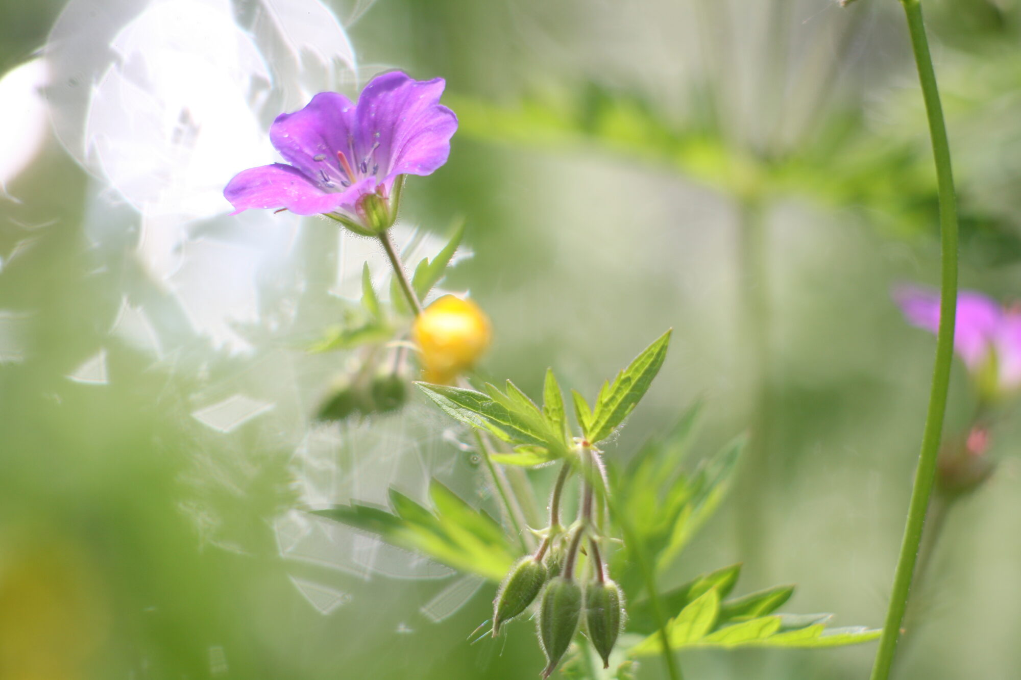 Valokuvaaja: Kaarlo Asikainen Valokuvaaja: Kaarlo Asikainen