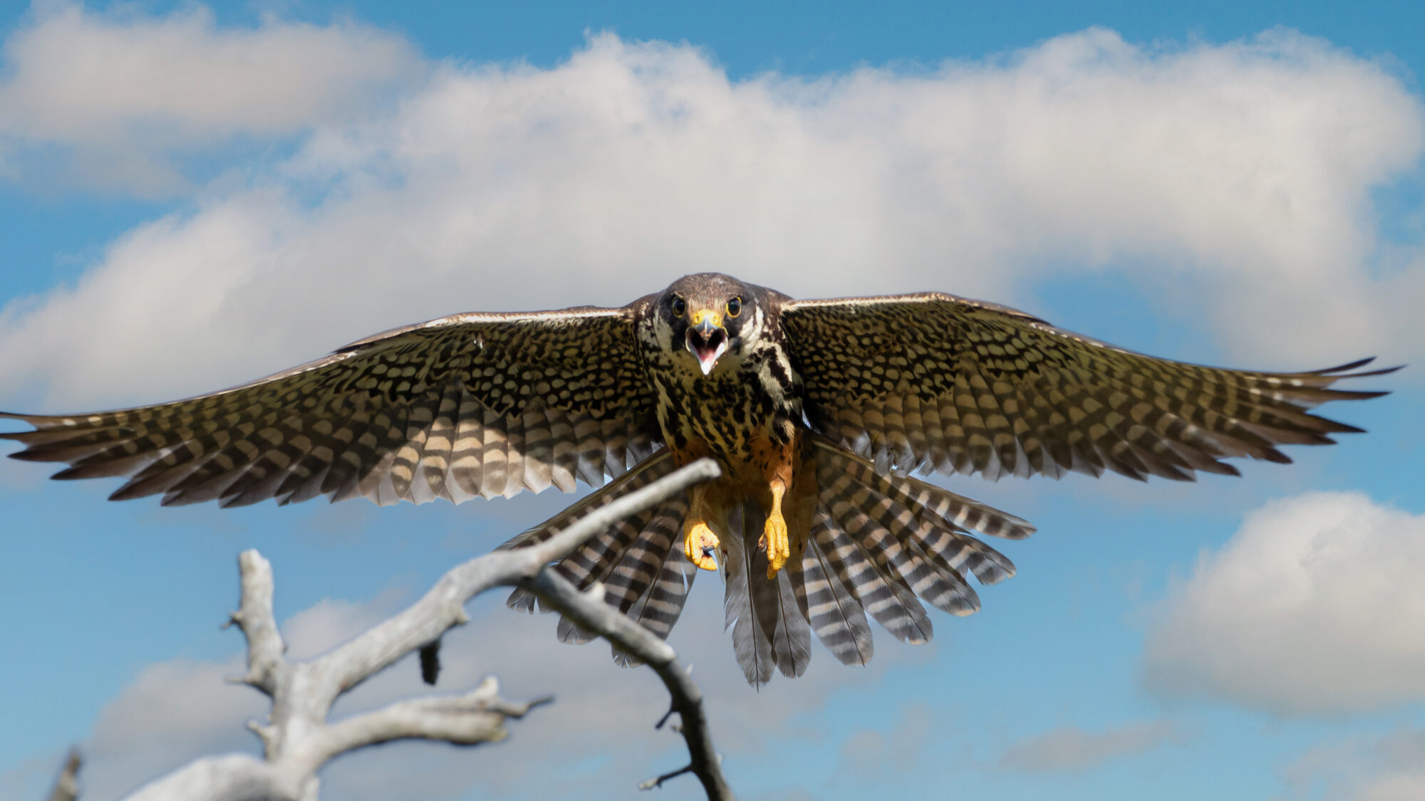 Valokuvaaja: Tommi Kujala
