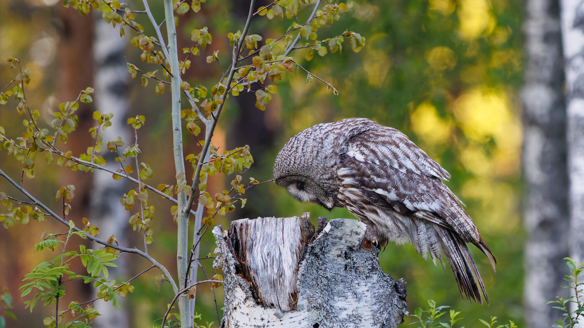 Valokuvaaja: Tommi Kujala