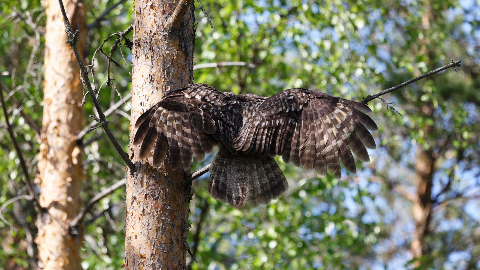 Valokuvaaja: Tommi Kujala