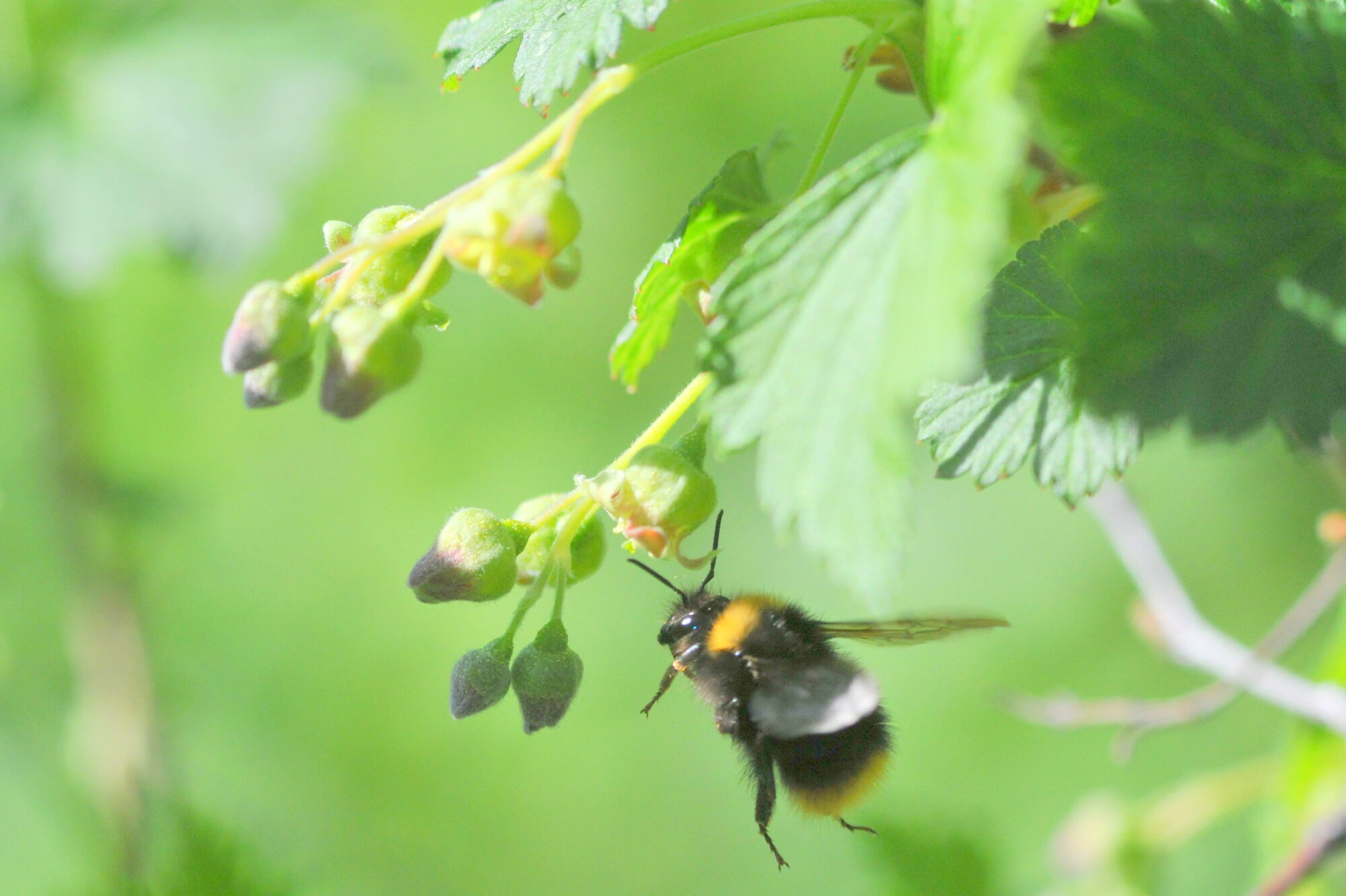 Valokuvaaja: Kaarlo Asikainen