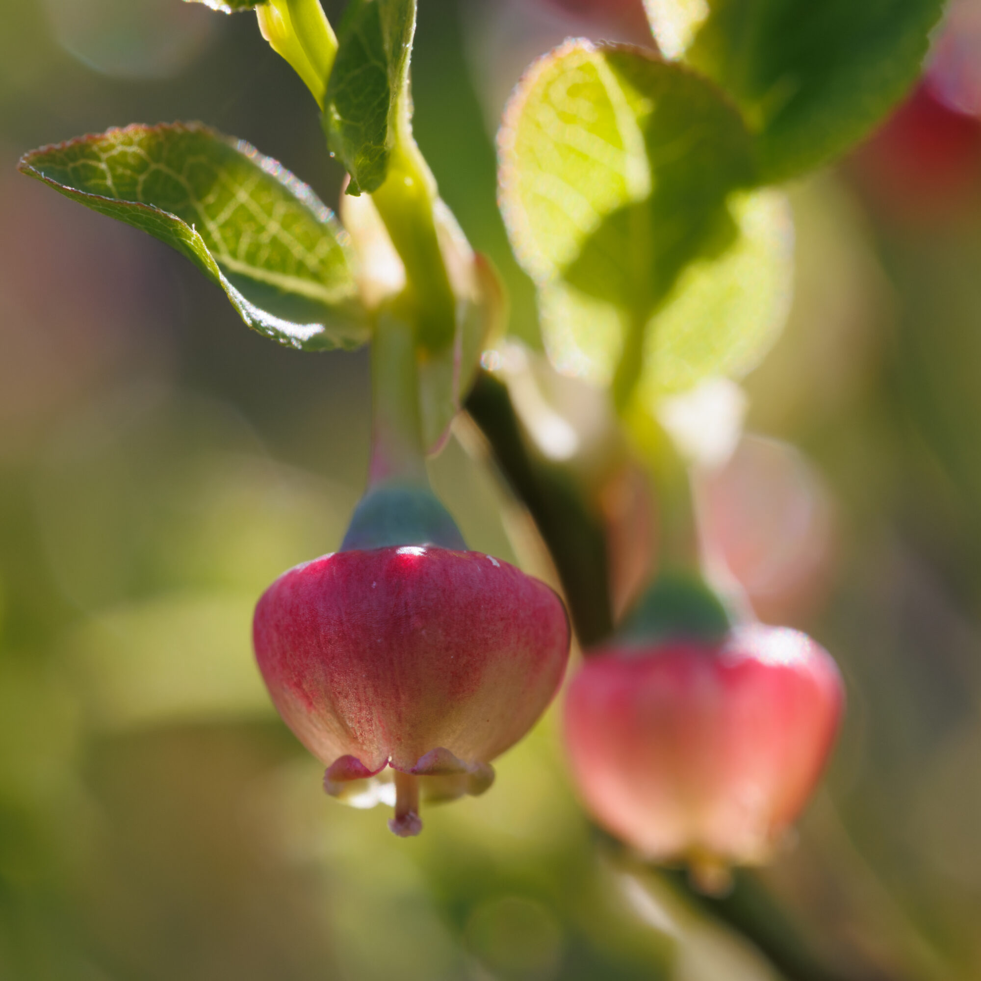 Valokuvaaja: Tommi Kujala