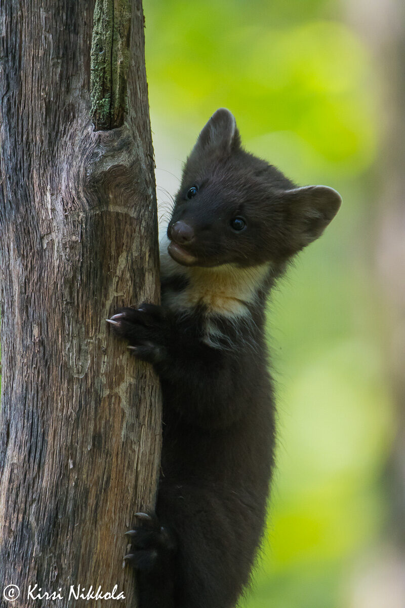 Valokuvaaja: Kirsi Nikkola