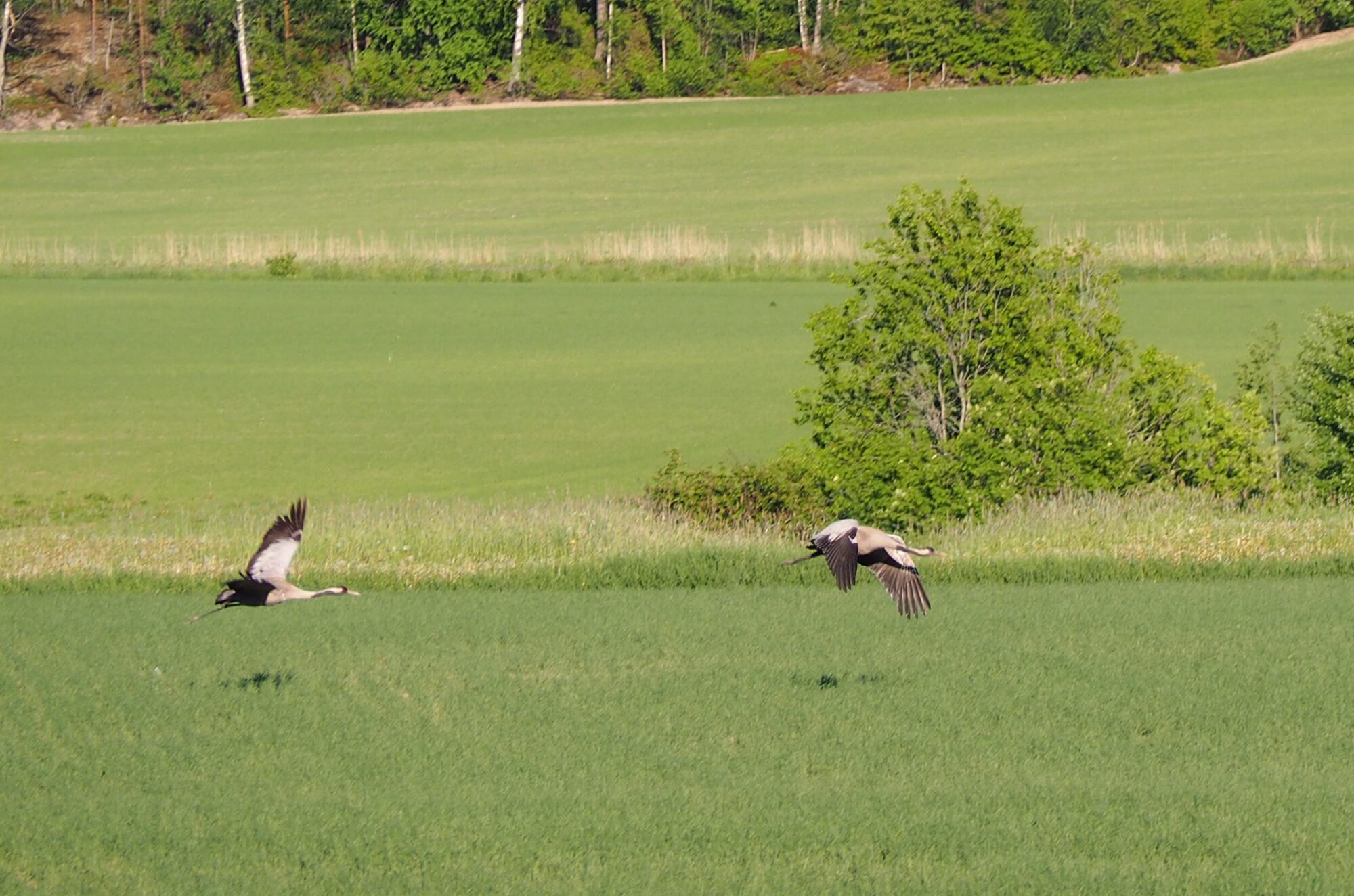 Valokuvaaja: Jenni Kauppinen