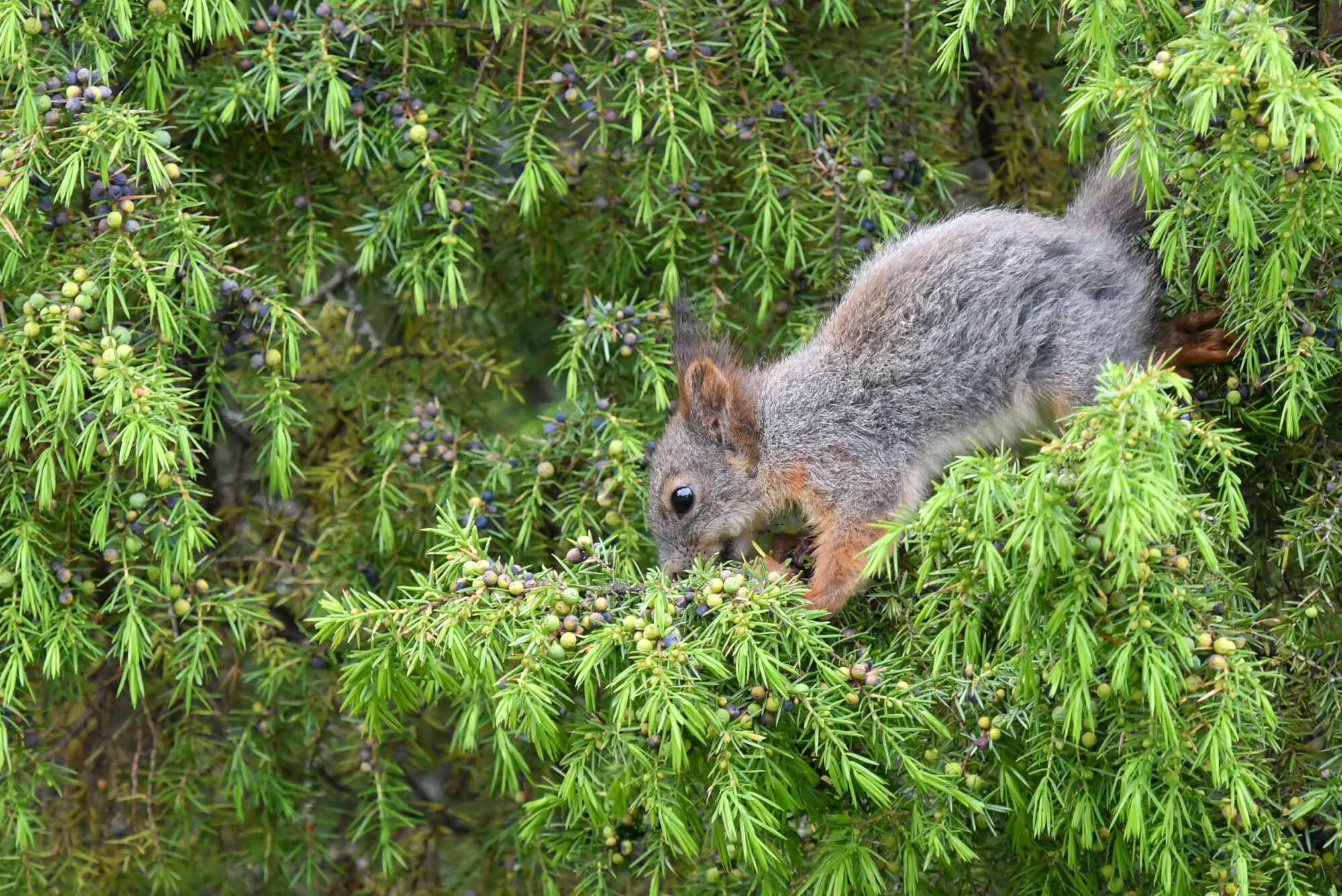 Valokuvaaja: Matti Manninen