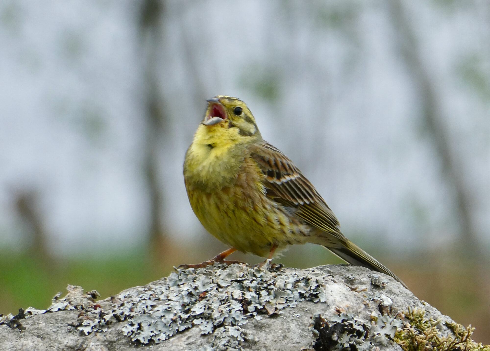 Valokuvaaja: Liisa Niiva-Korpela