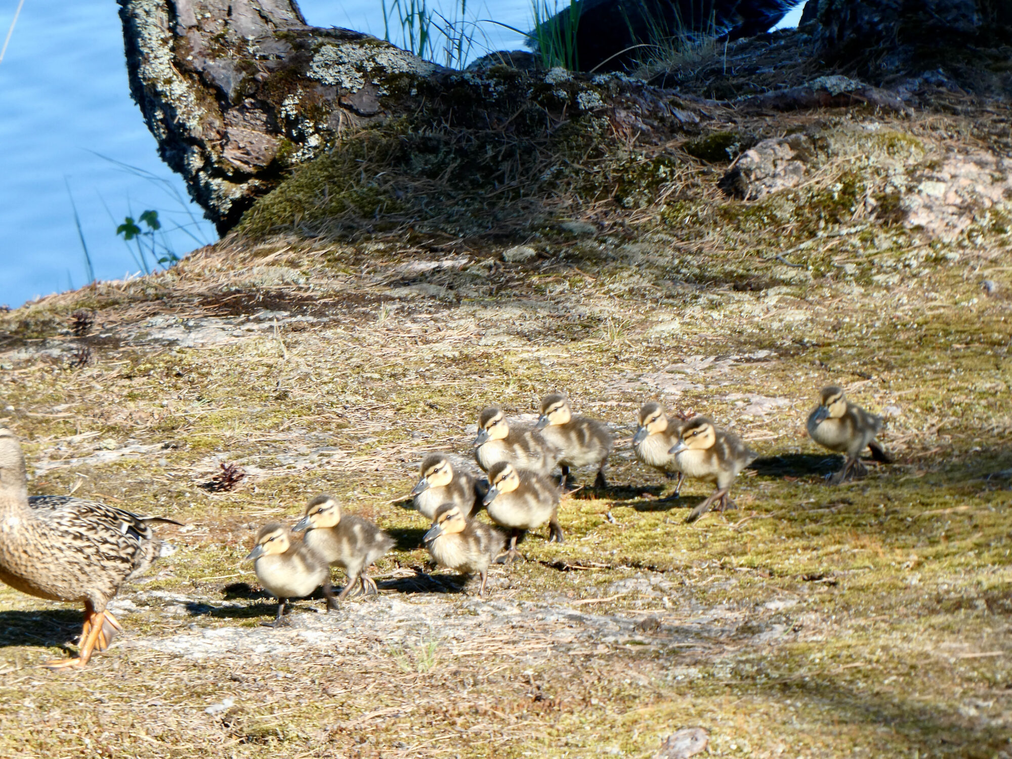 Valokuvaaja: Liisa Niiva-Korpela