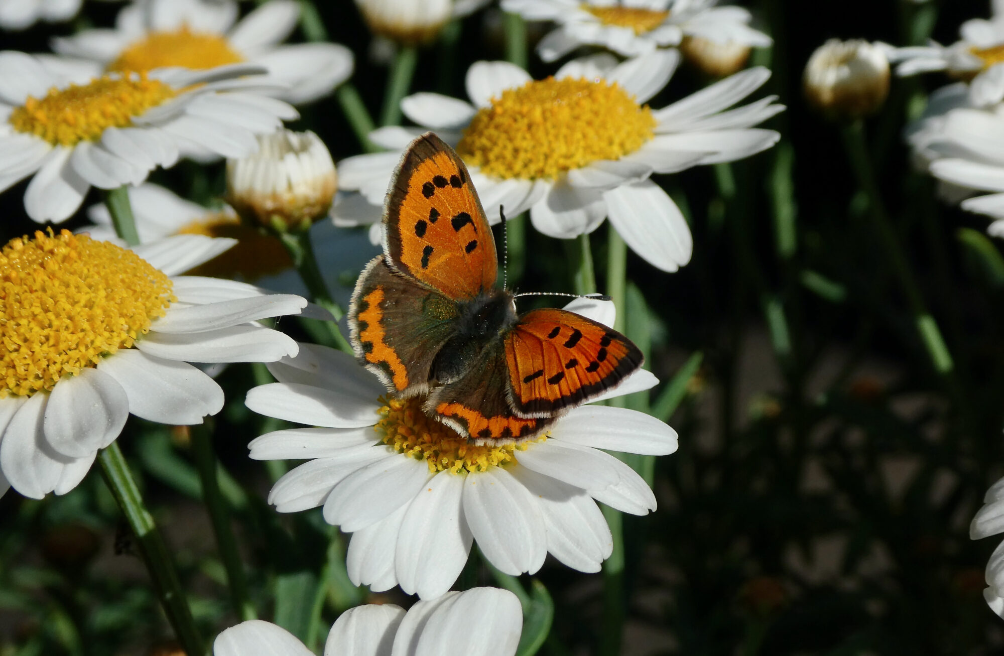 Valokuvaaja: Liisa Niiva-Korpela