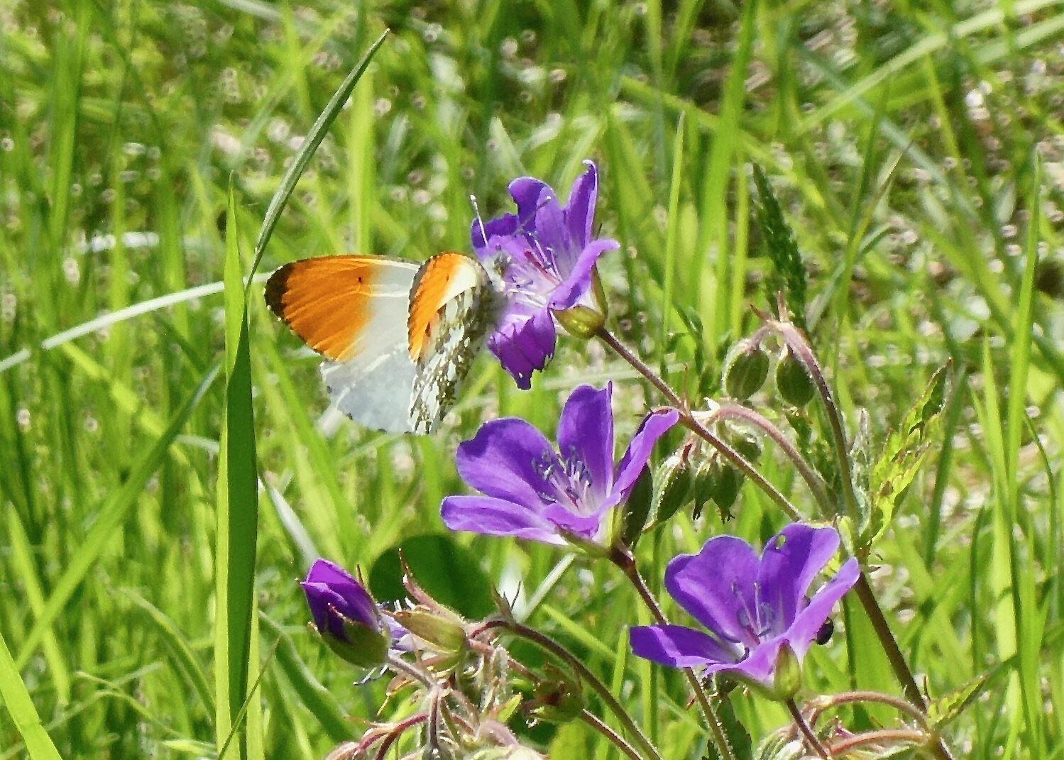 Valokuvaaja: Liisa Niiva-Korpela