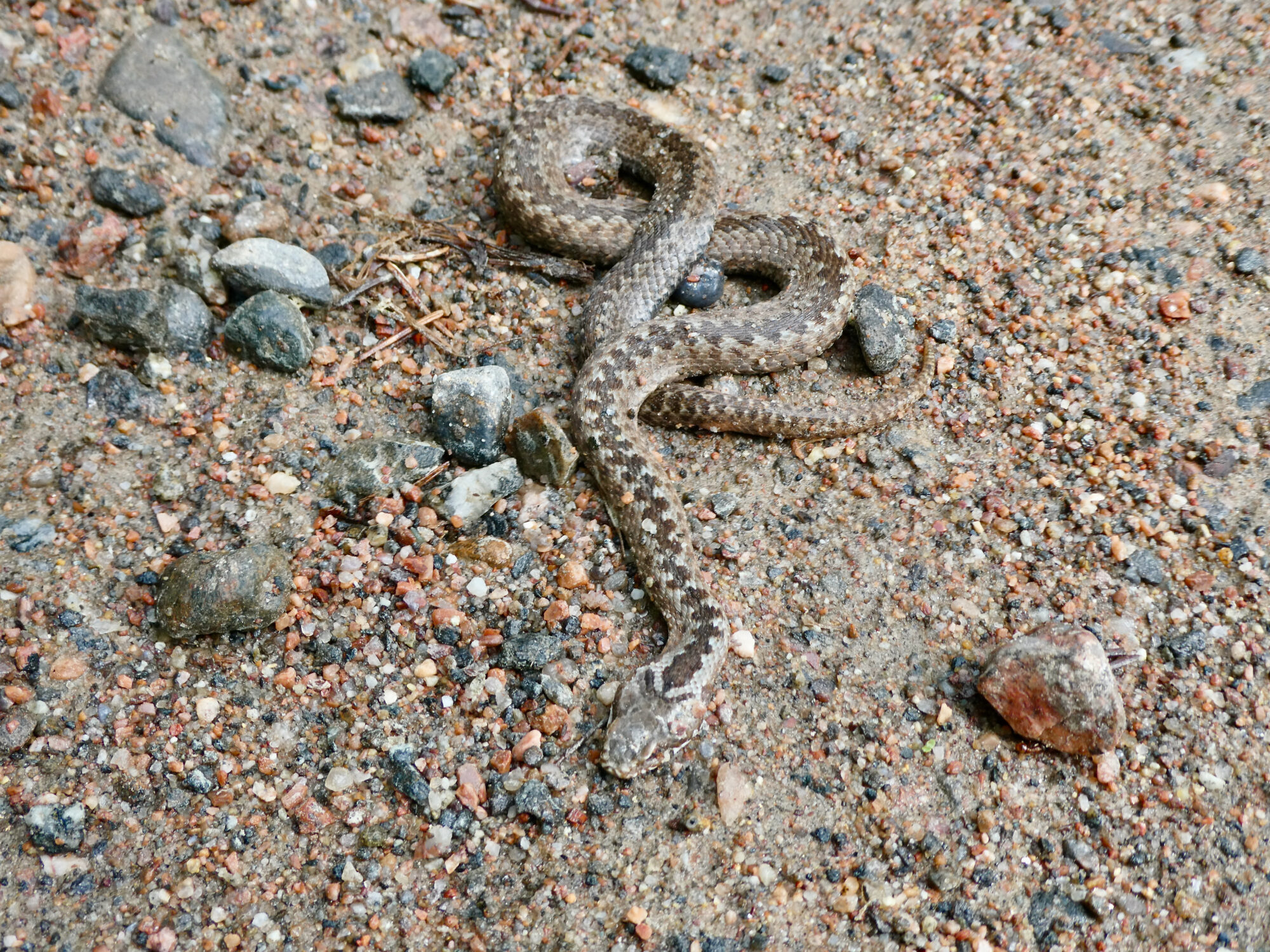 Valokuvaaja: Liisa Niiva-Korpela