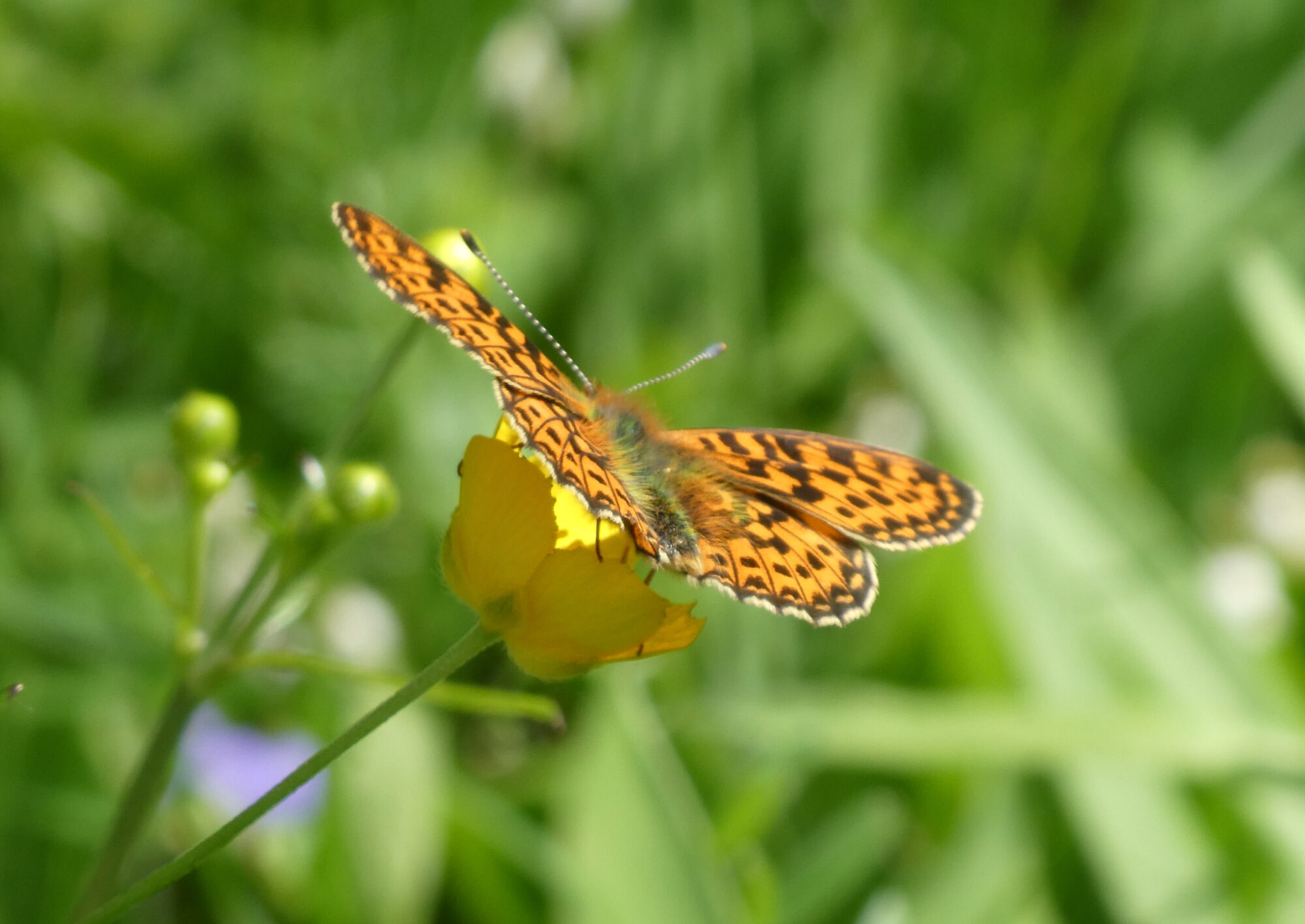Valokuvaaja: Liisa Niiva-Korpela