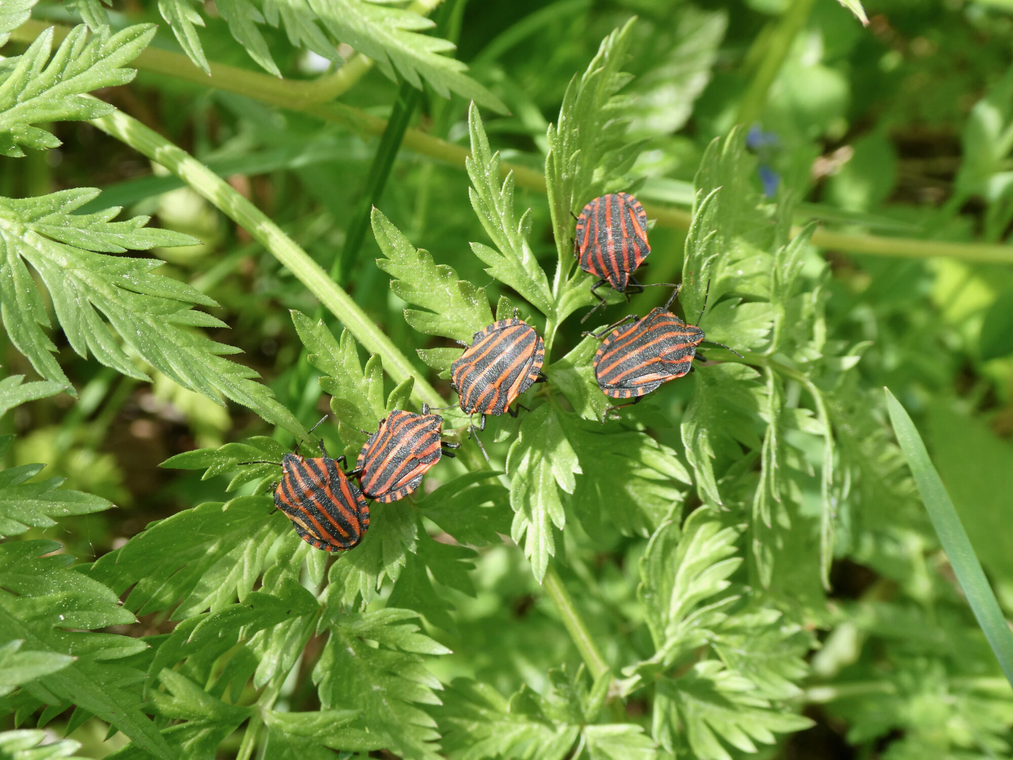 Valokuvaaja: Liisa Niiva-Korpela