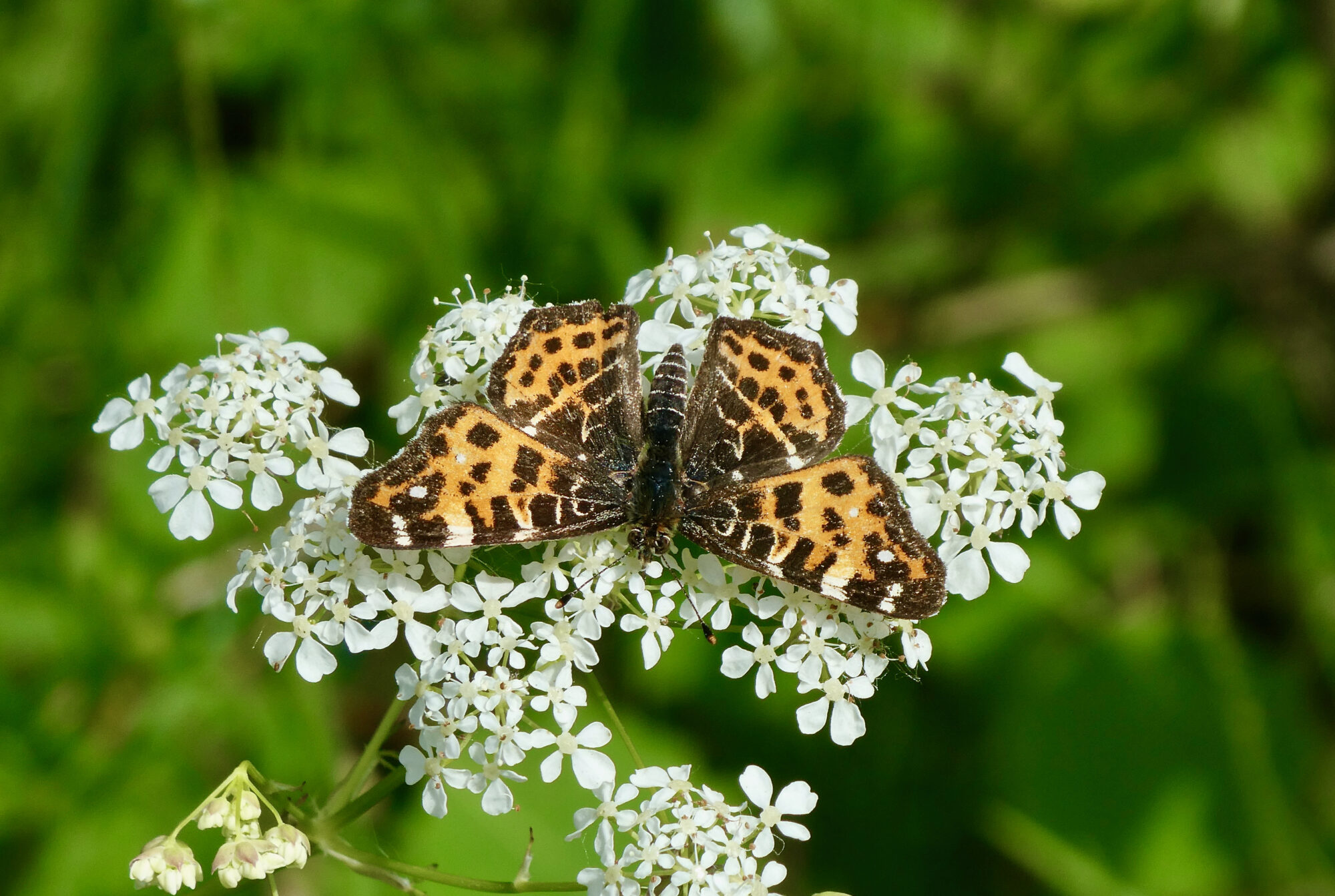 Valokuvaaja: Liisa Niiva-Korpela