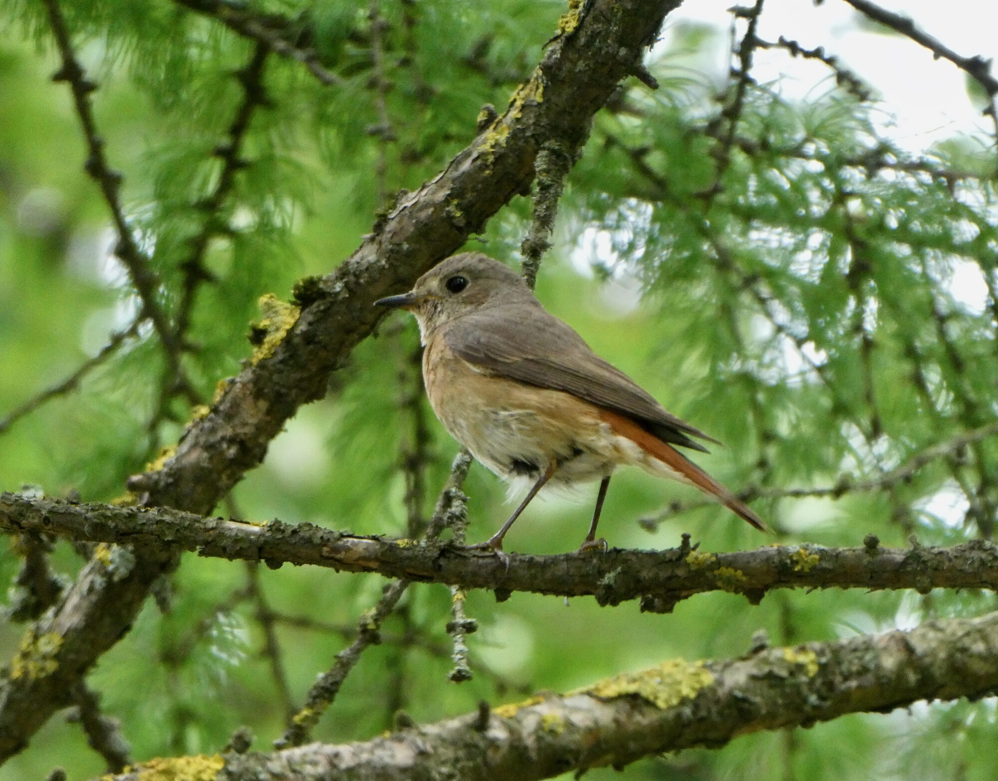 Valokuvaaja: Liisa Niiva-Korpela
