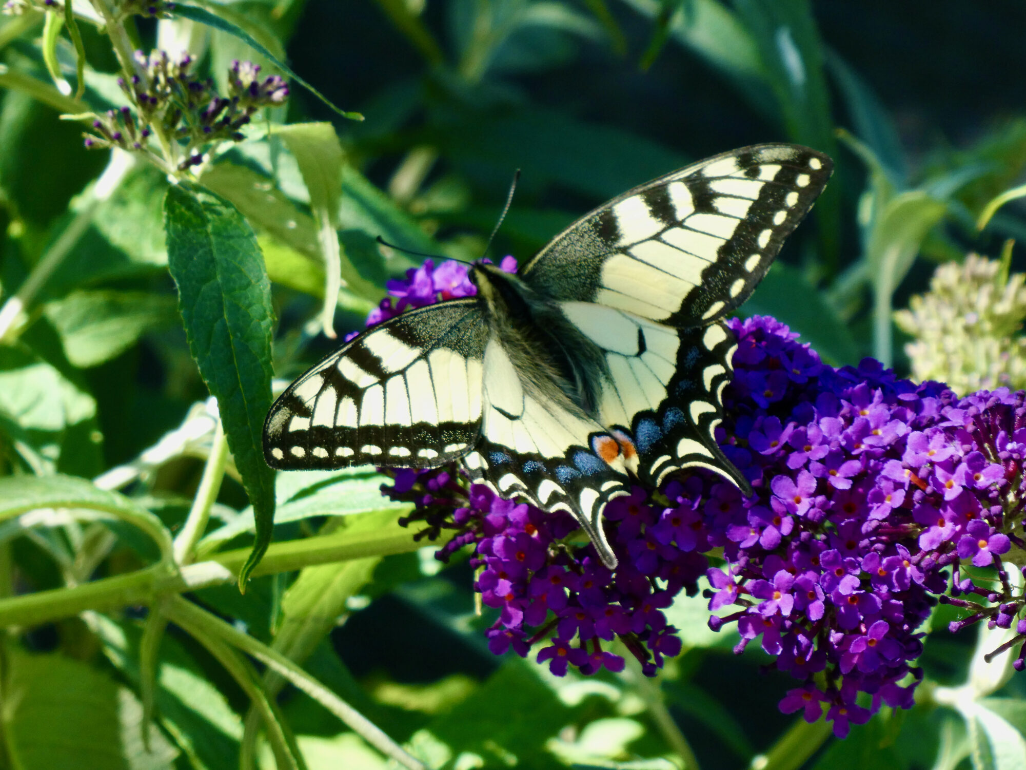 Valokuvaaja: Liisa Niiva-Korpela