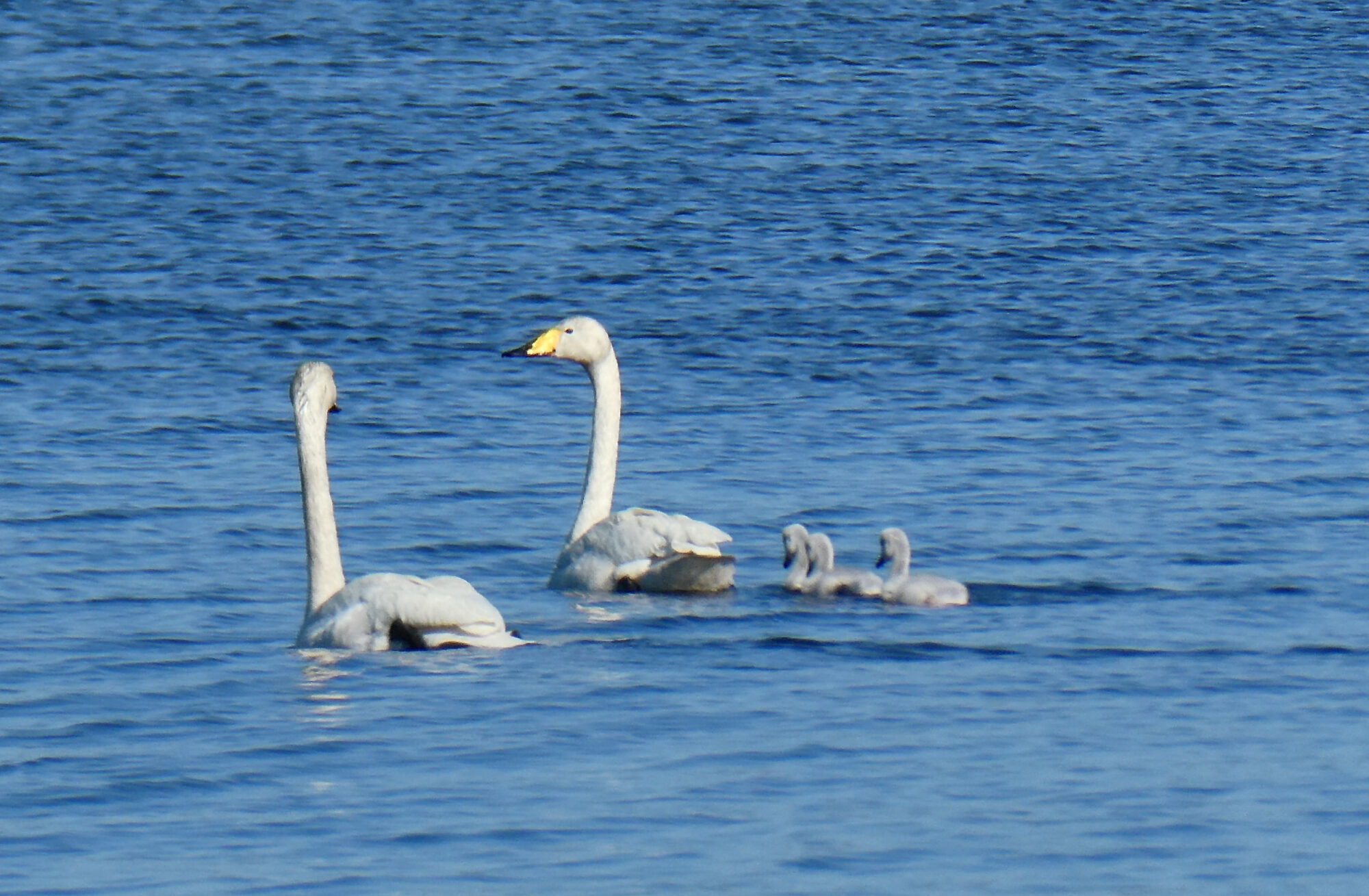 Valokuvaaja: Liisa Niiva-Korpela