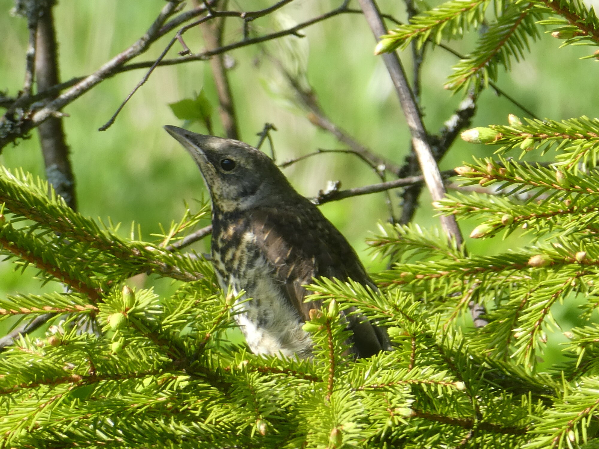 Valokuvaaja: Anja Mustamaa