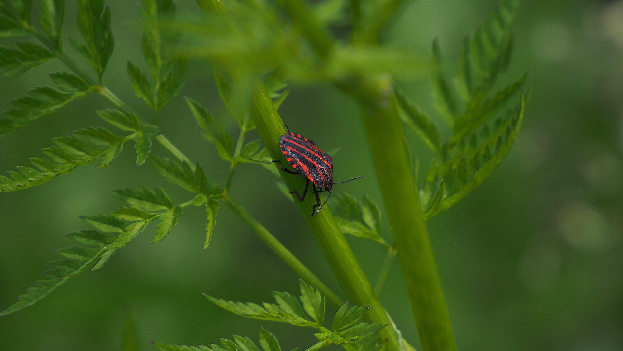 Valokuvaaja: Arja Valtonen
