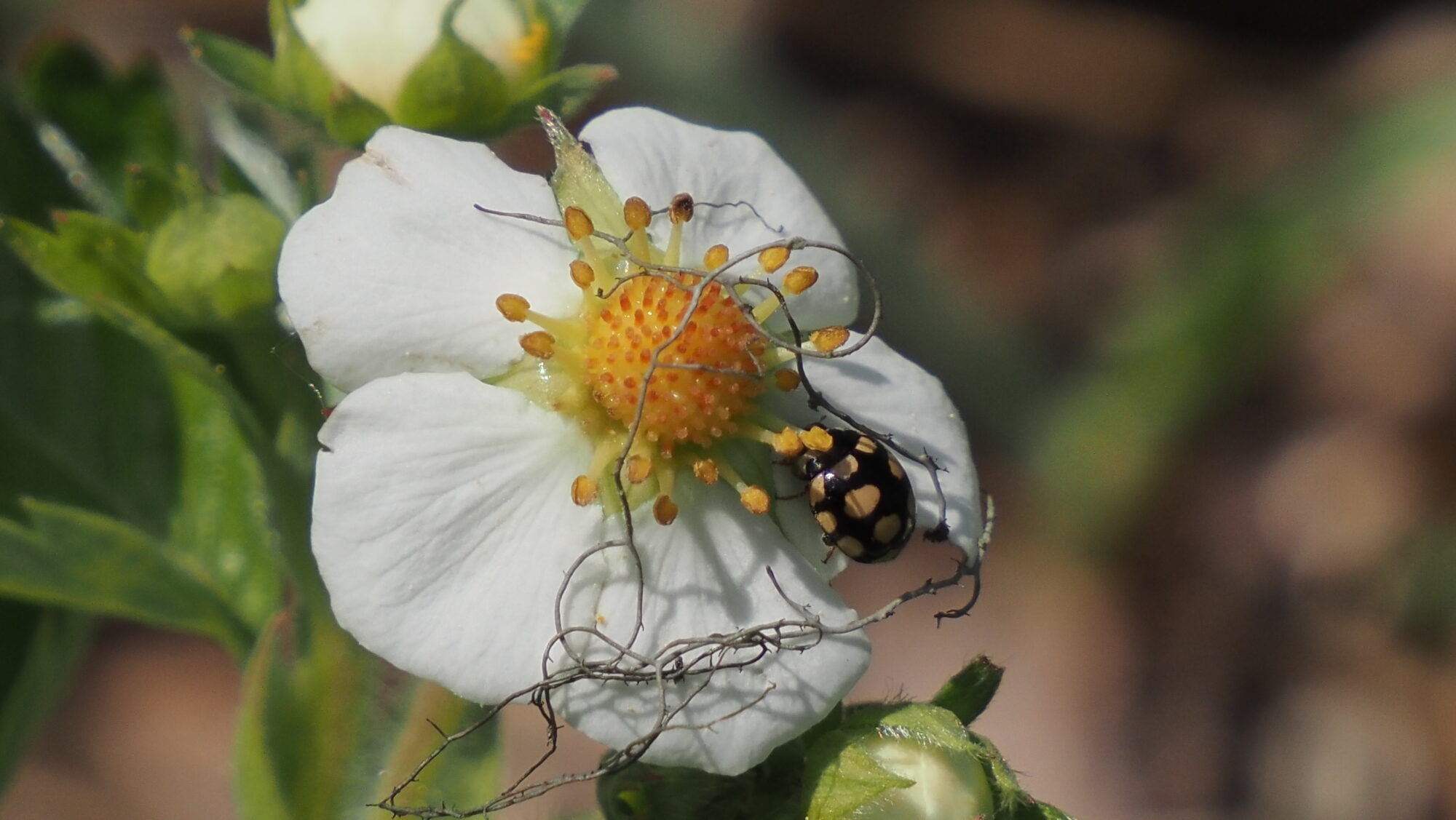 Valokuvaaja: Arja Valtonen