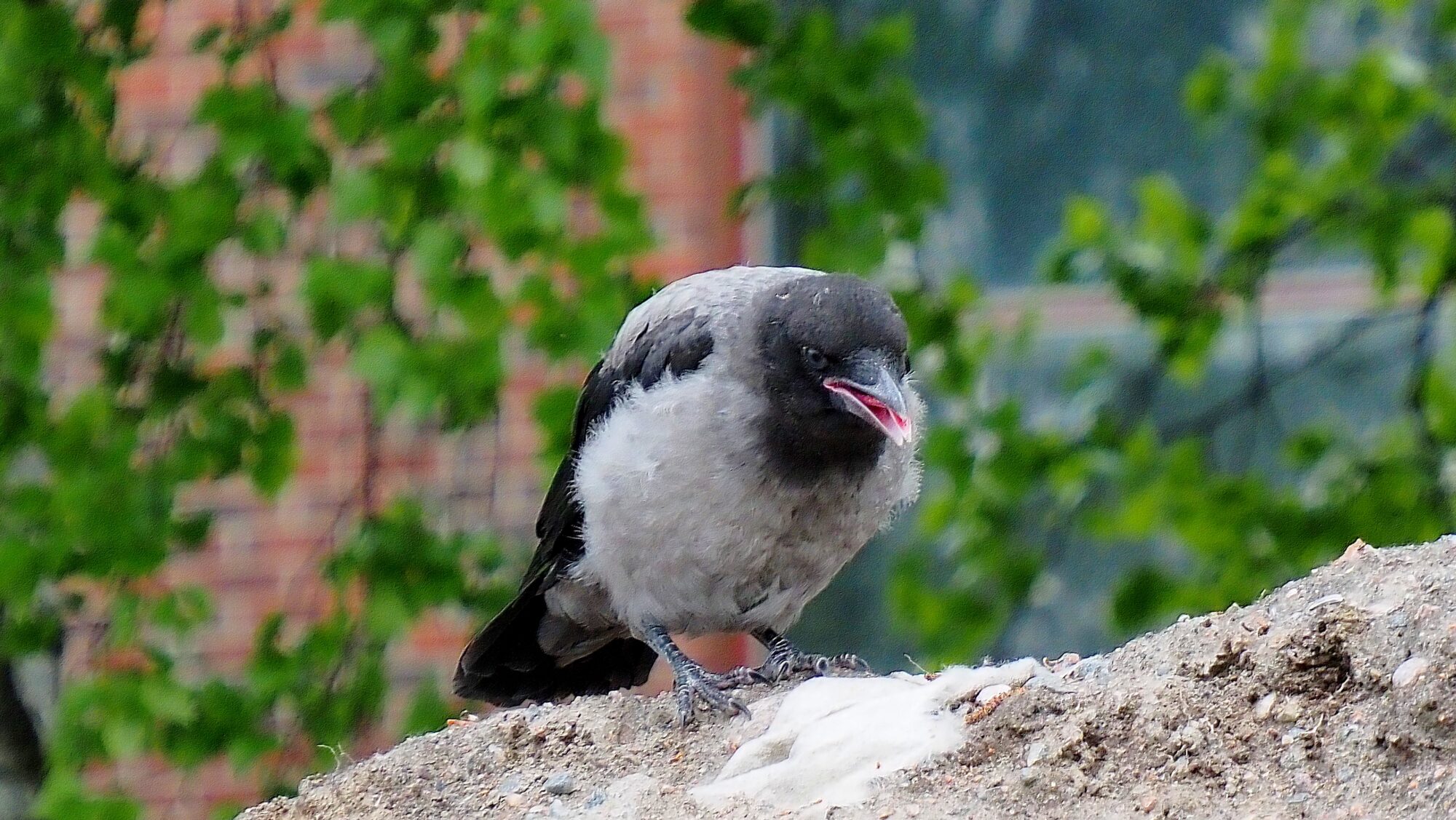 Valokuvaaja: Arja Valtonen