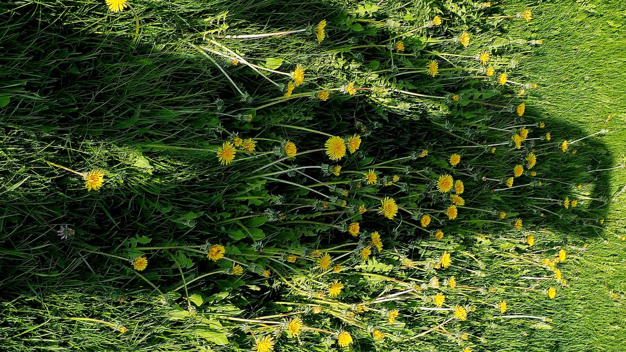 Valokuvaaja: Arja Valtonen