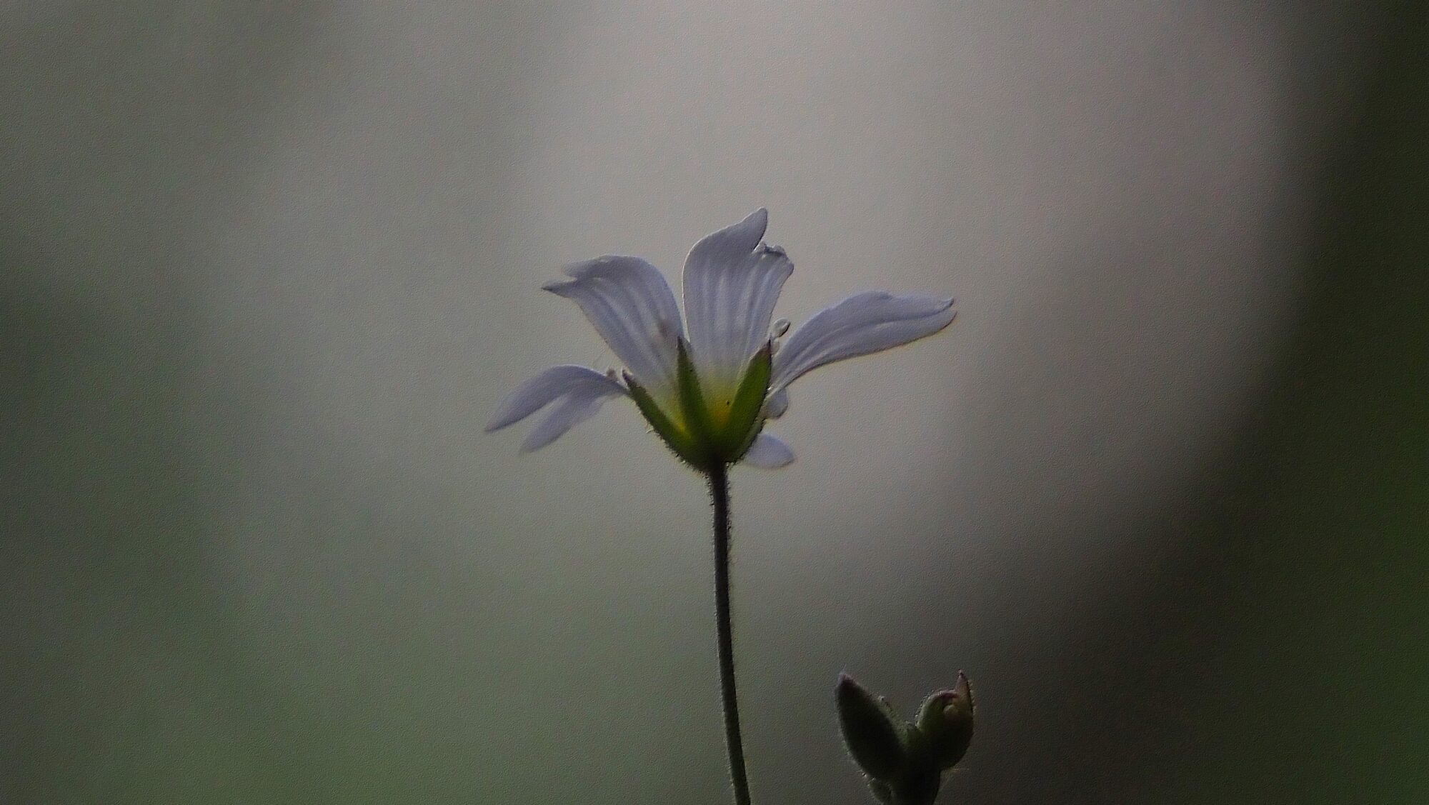 Valokuvaaja: Arja Valtonen