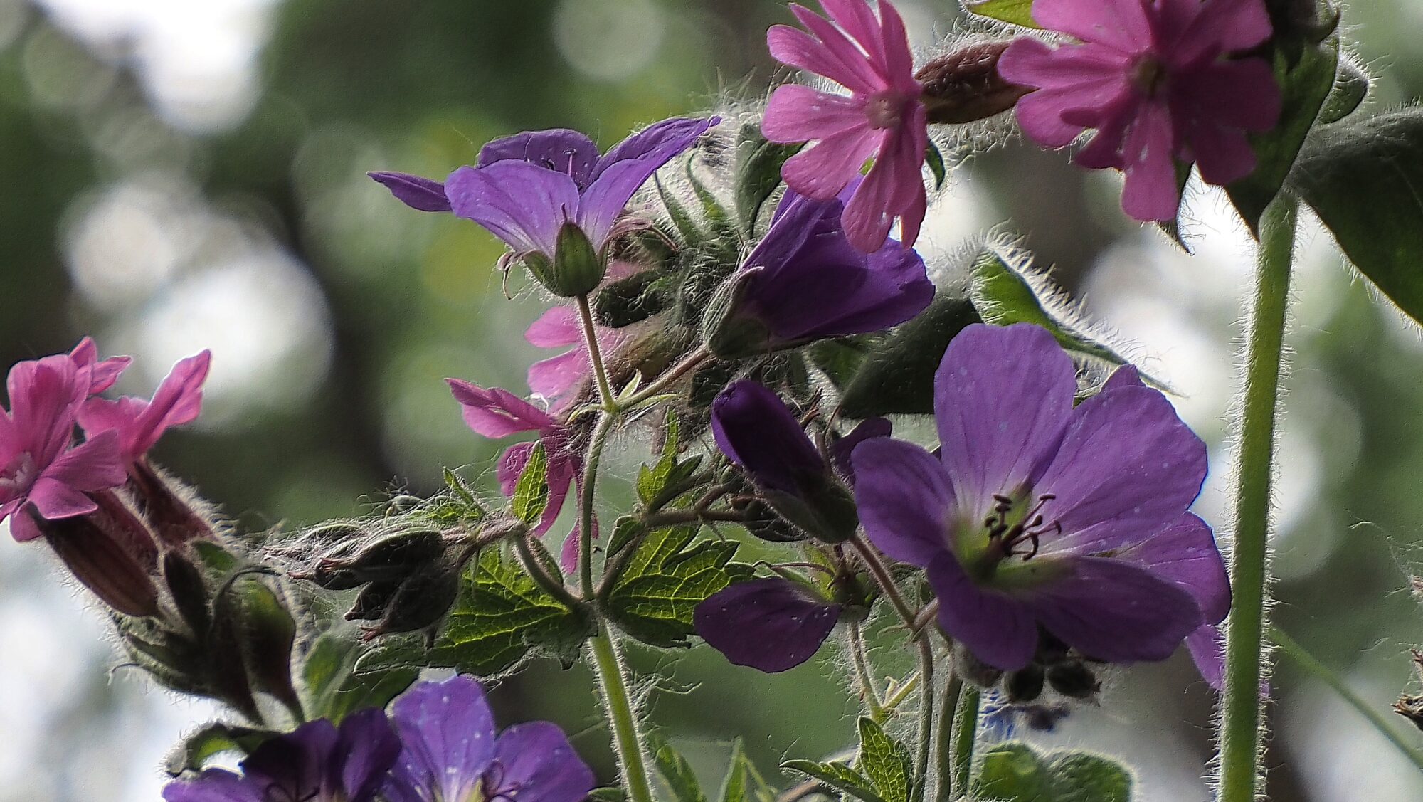 Valokuvaaja: Arja Valtonen Valokuvaaja: Arja Valtonen