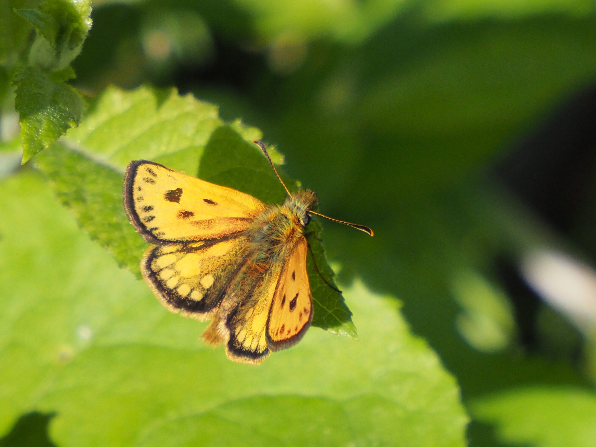 Valokuvaaja: Martti Valtonen