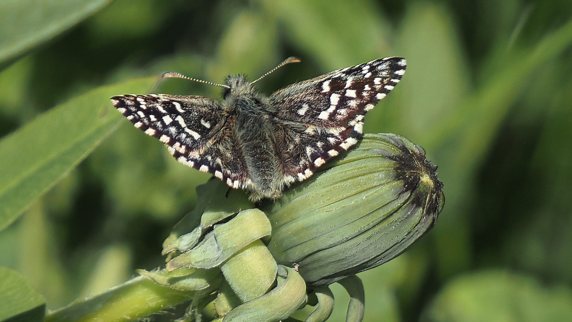 Valokuvaaja: Arja Valtonen