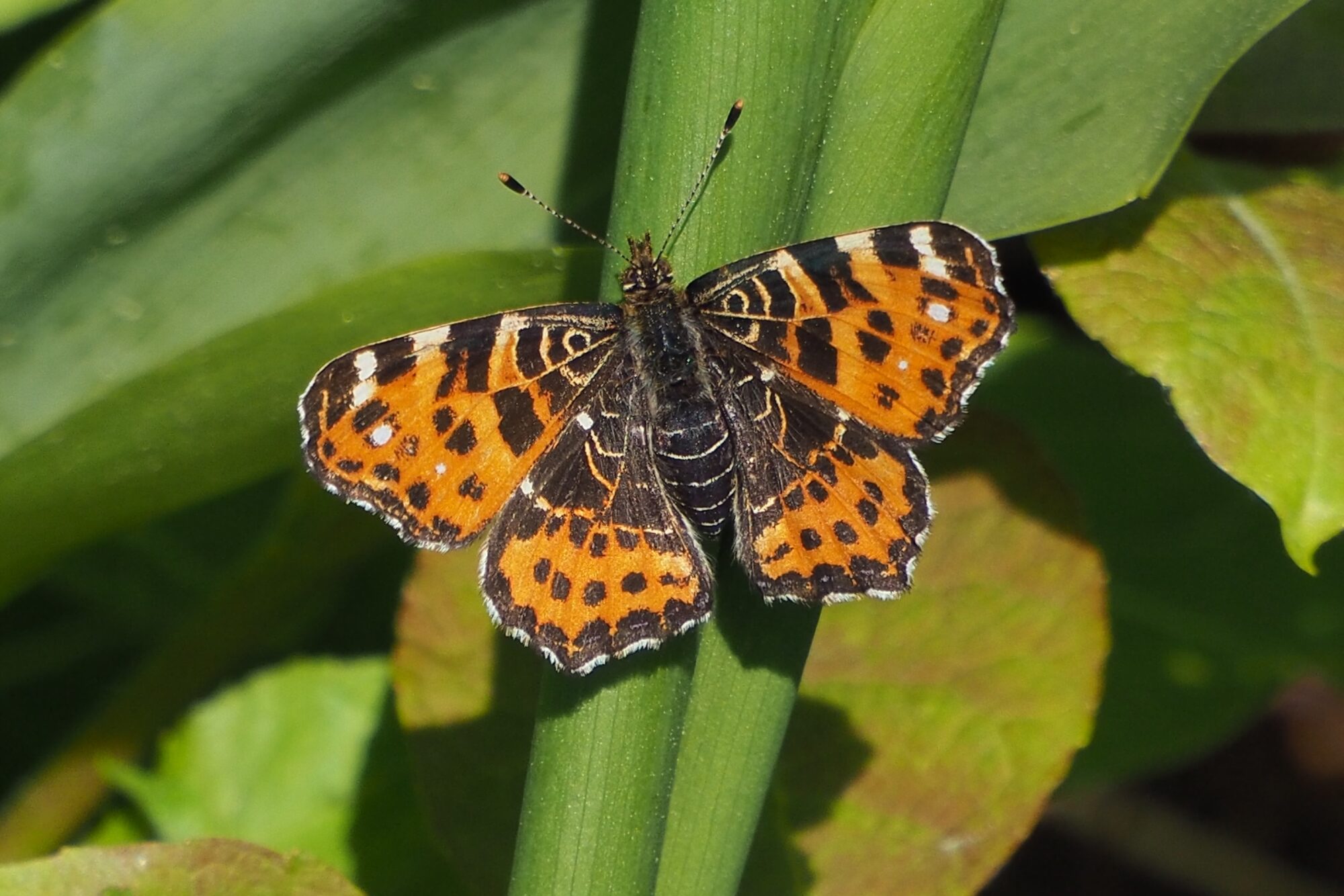 Valokuvaaja: Martti Valtonen