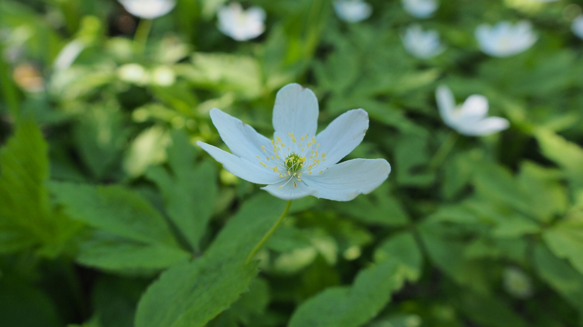 Valokuvaaja: Martti Valtonen