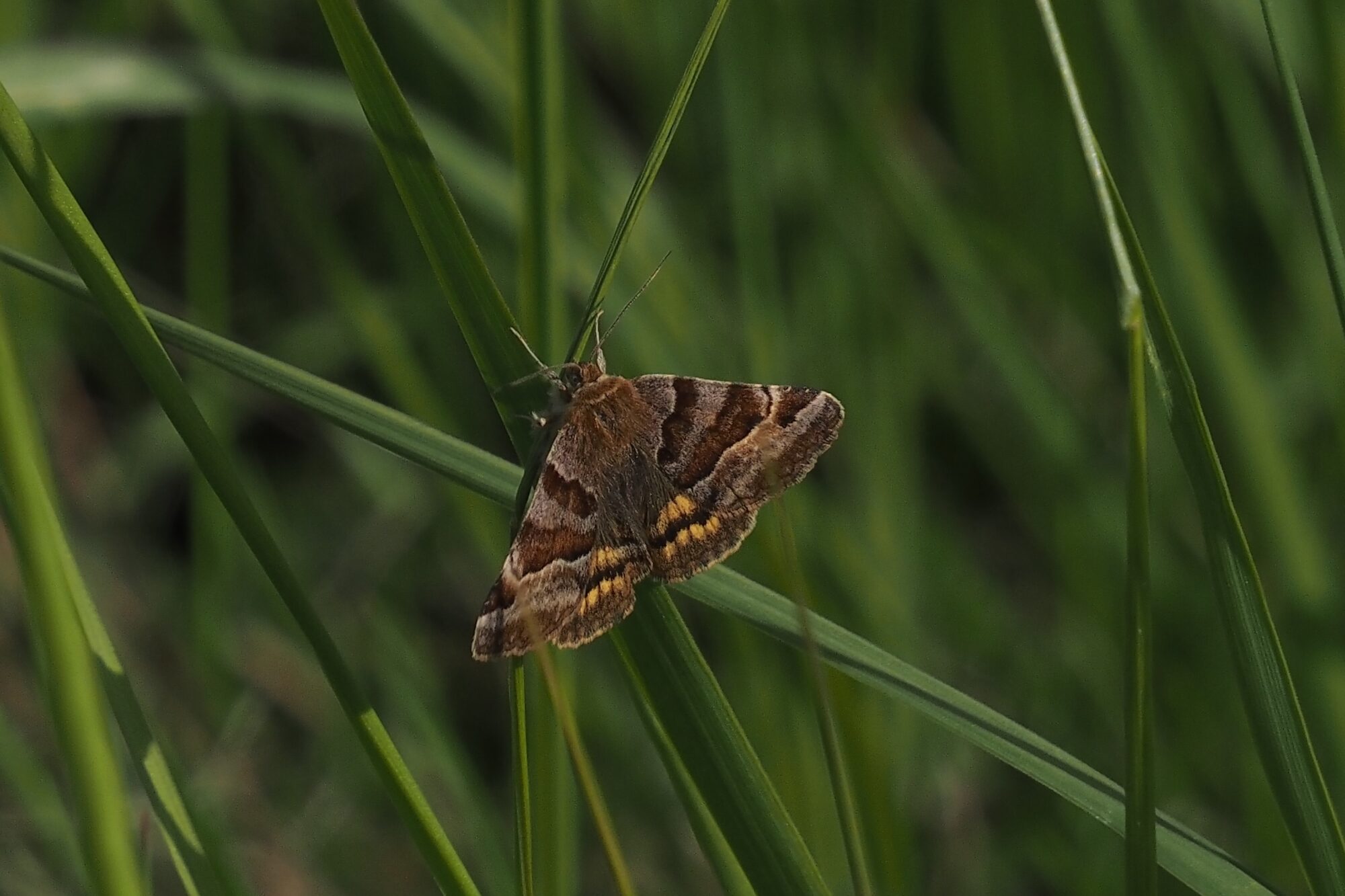 Valokuvaaja: Arja Valtonen