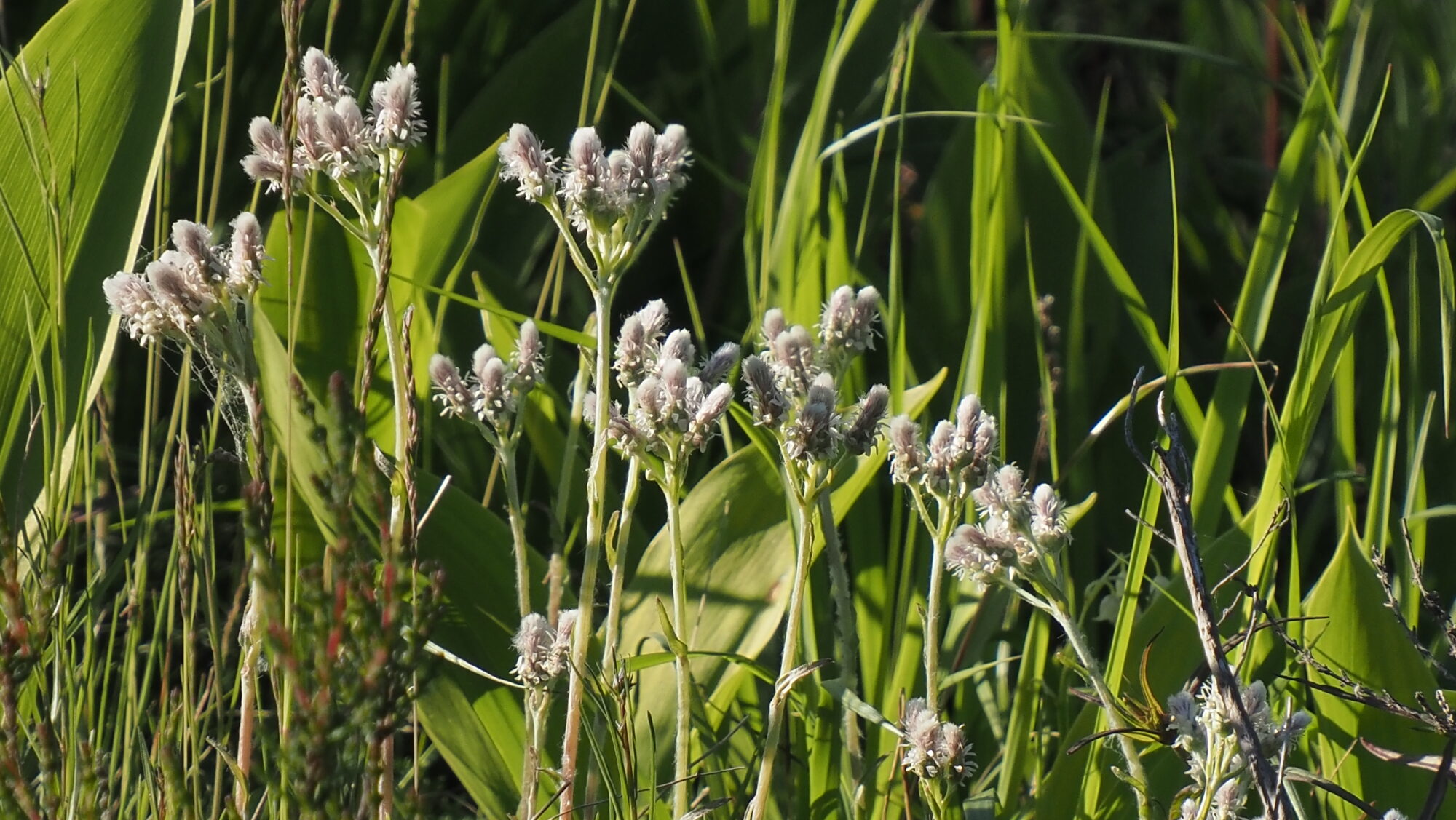 Valokuvaaja: Arja Valtonen Valokuvaaja: Arja Valtonen
