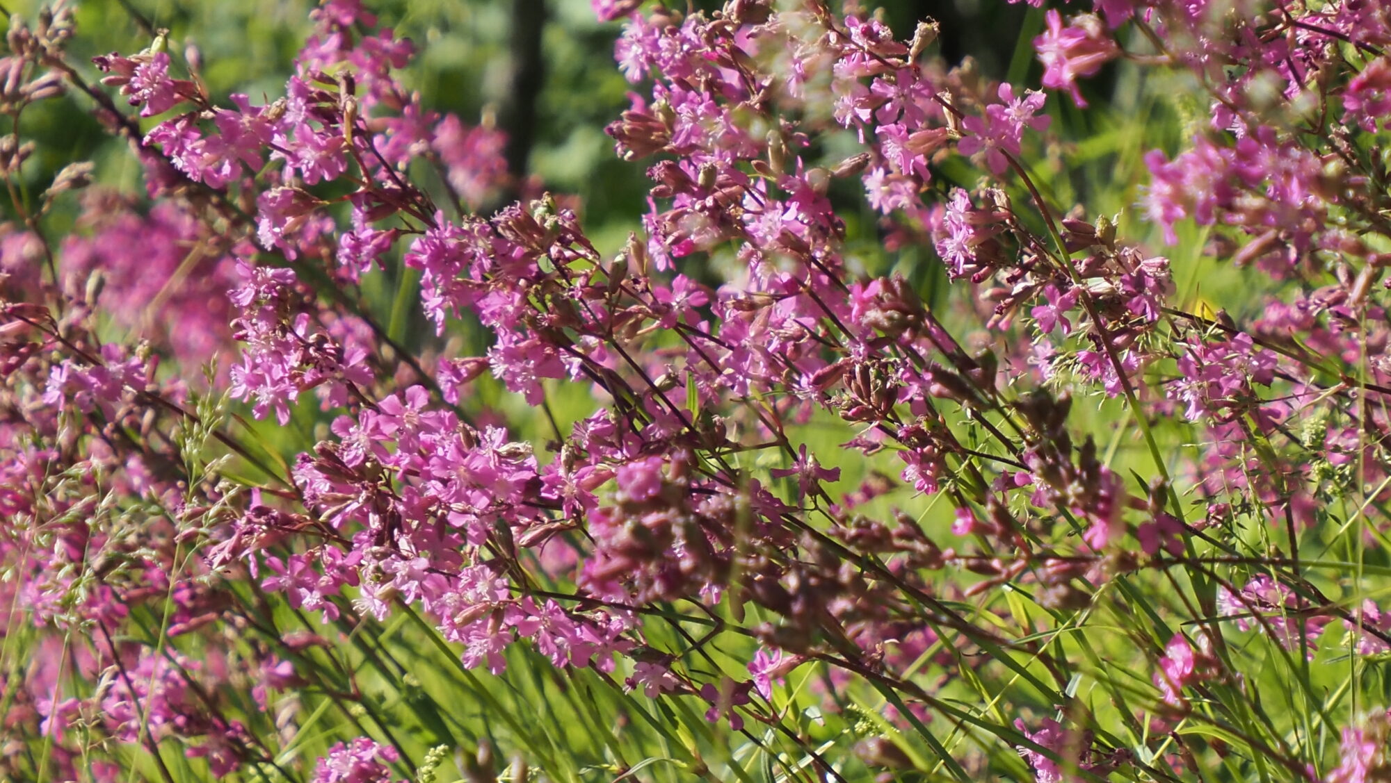 Valokuvaaja: Arja Valtonen