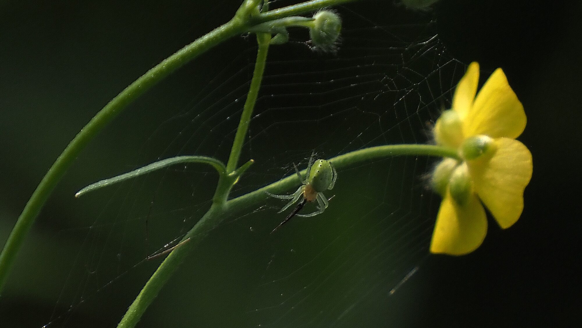 Valokuvaaja: Arja Valtonen