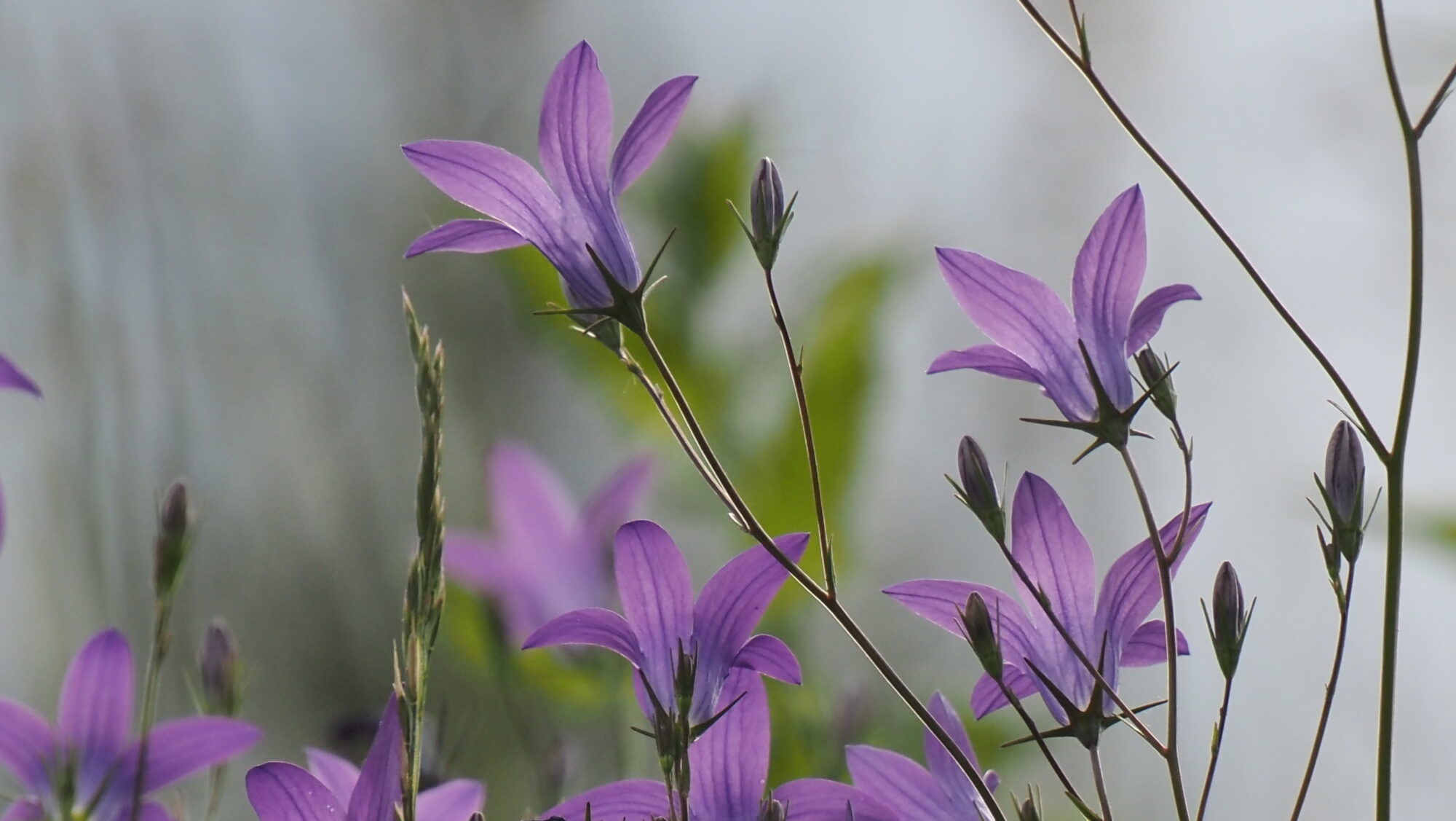 Valokuvaaja: Arja Valtonen