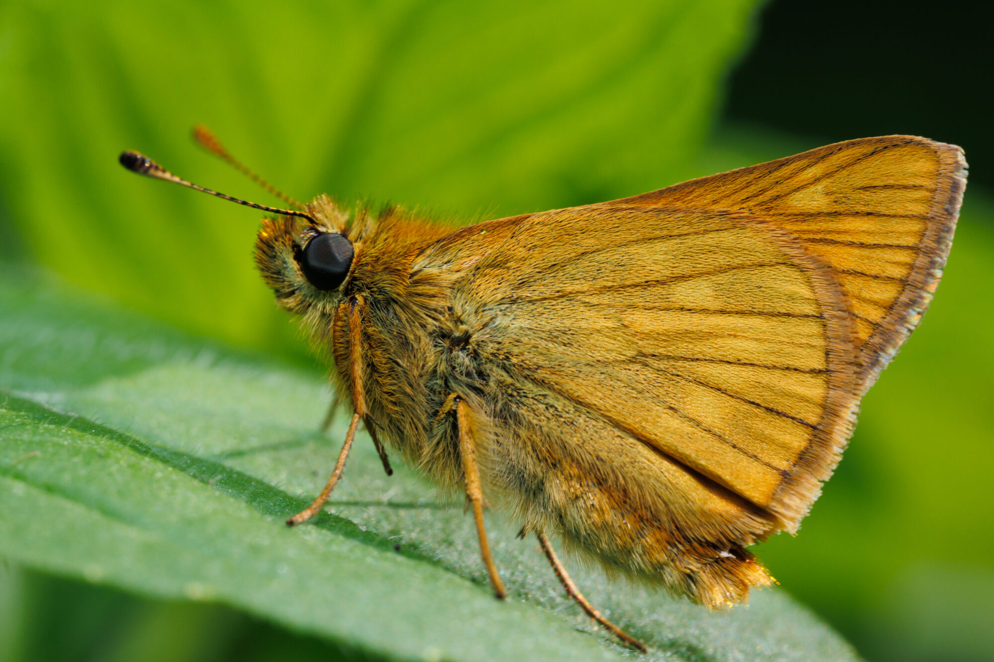 Valokuvaaja: Tommi Kujala