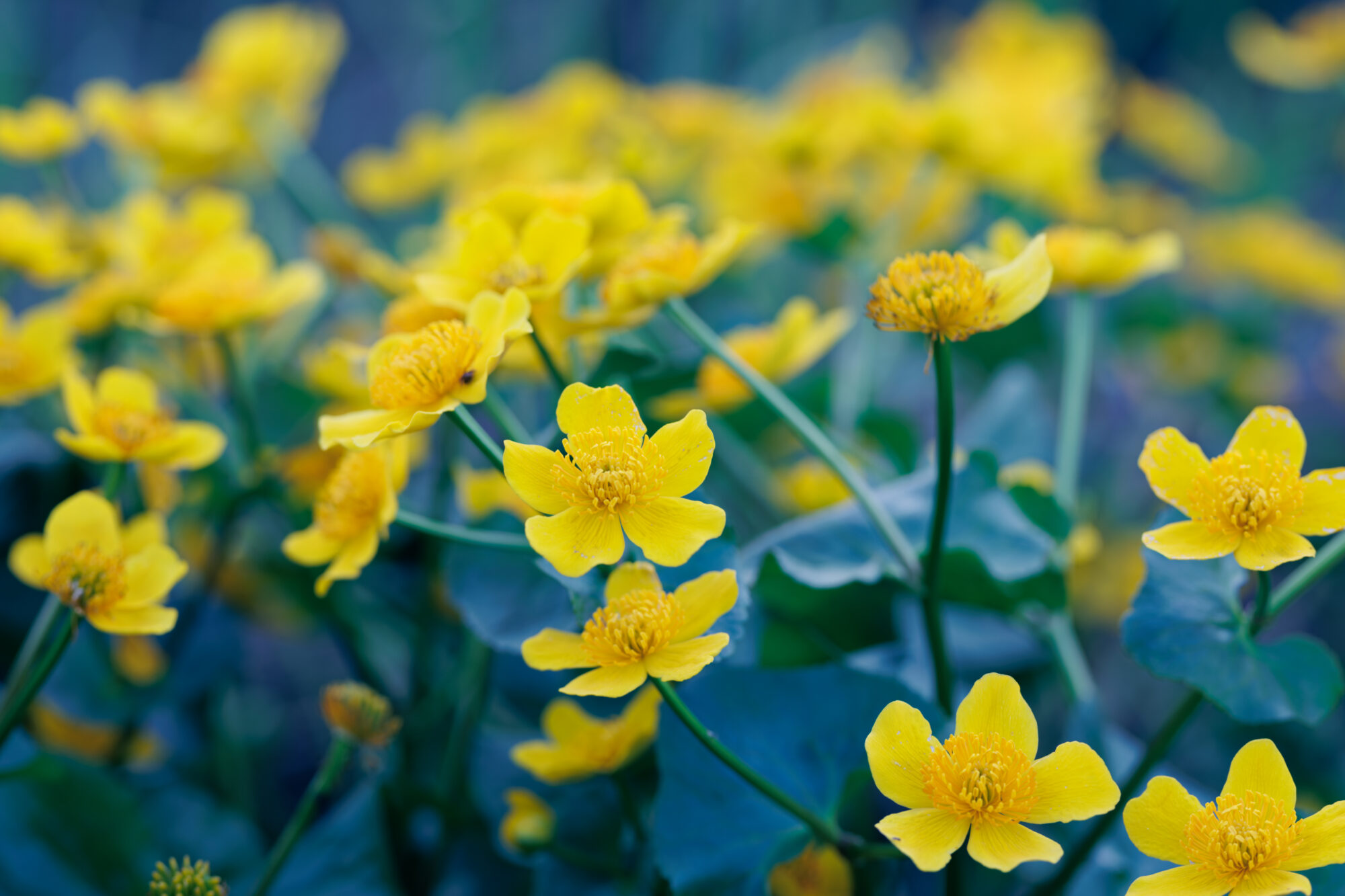 Valokuvaaja: Tommi Kujala