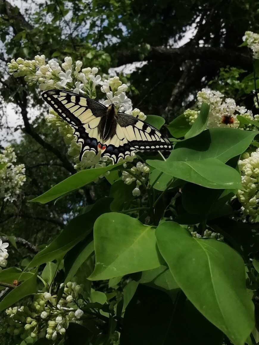 Valokuvaaja: Aarno Rafael Vihantola Valokuvaaja: Aarno Rafael Vihantola