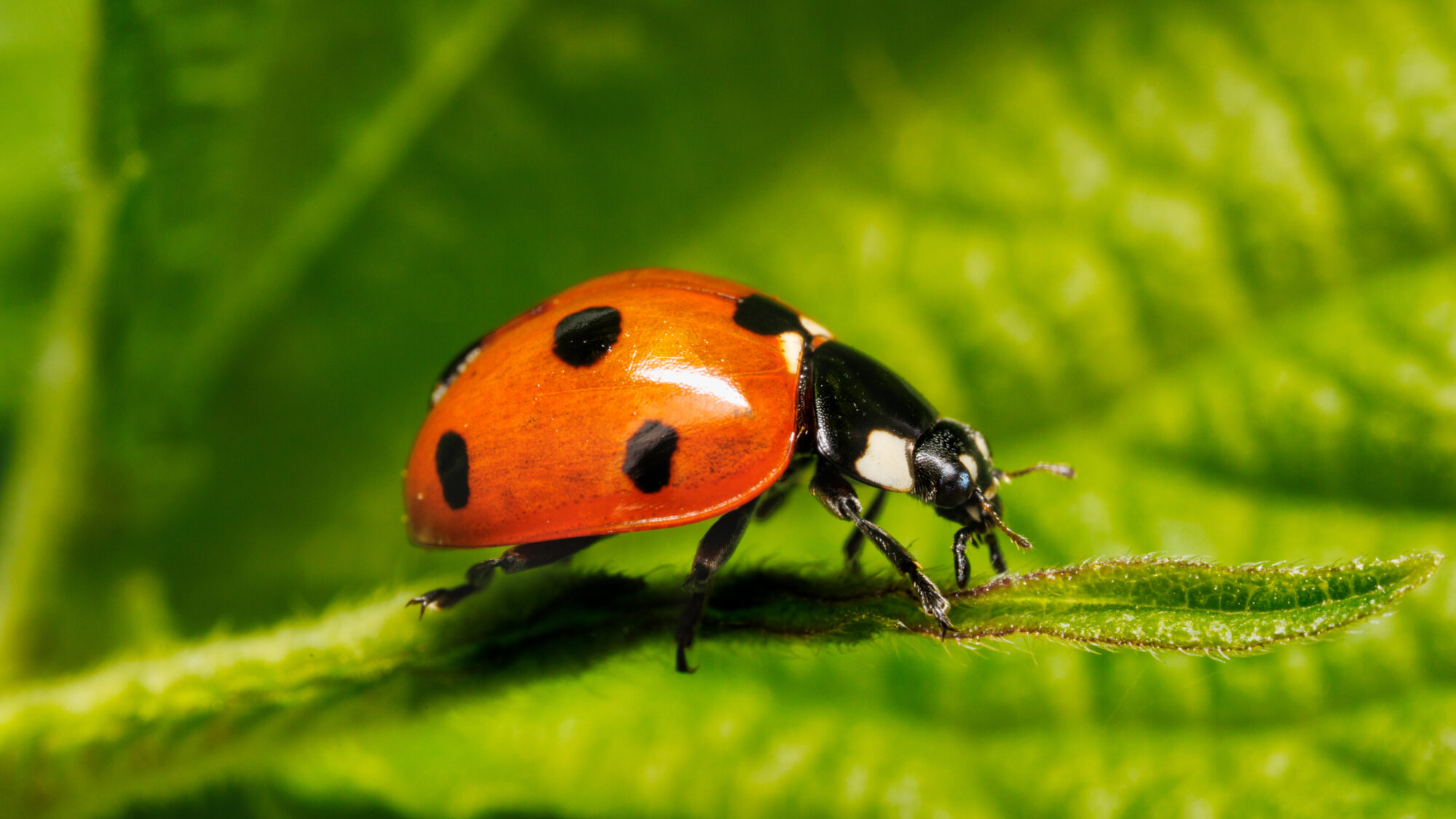 Valokuvaaja: Tommi Kujala