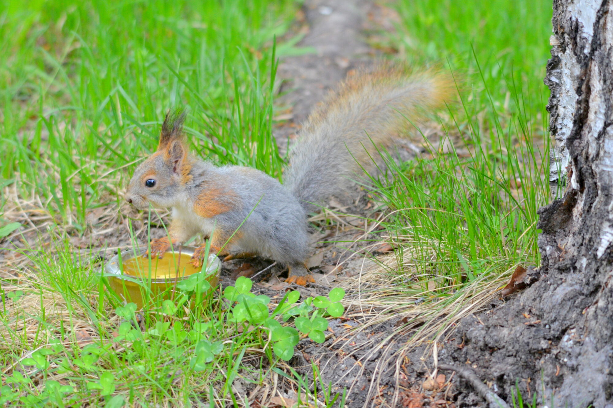 Valokuvaaja: Kaarlo Asikainen