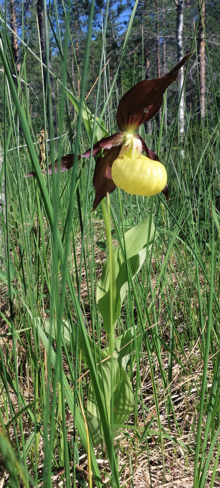 Valokuvaaja: Kaarina Heiskanen