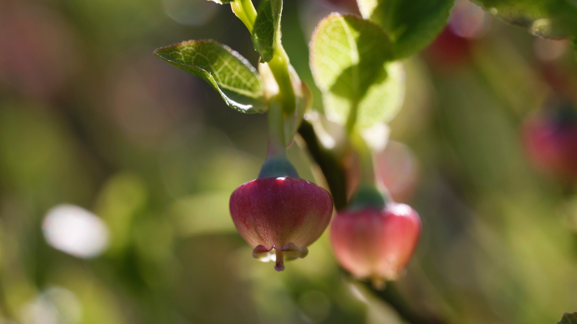Valokuvaaja: Tommi Kujala