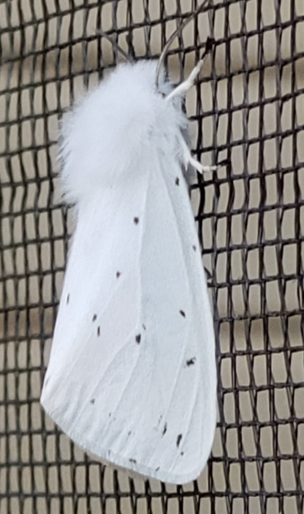 Valokuvaaja: Irma Heiskanen Valokuvaaja: Irma Heiskanen